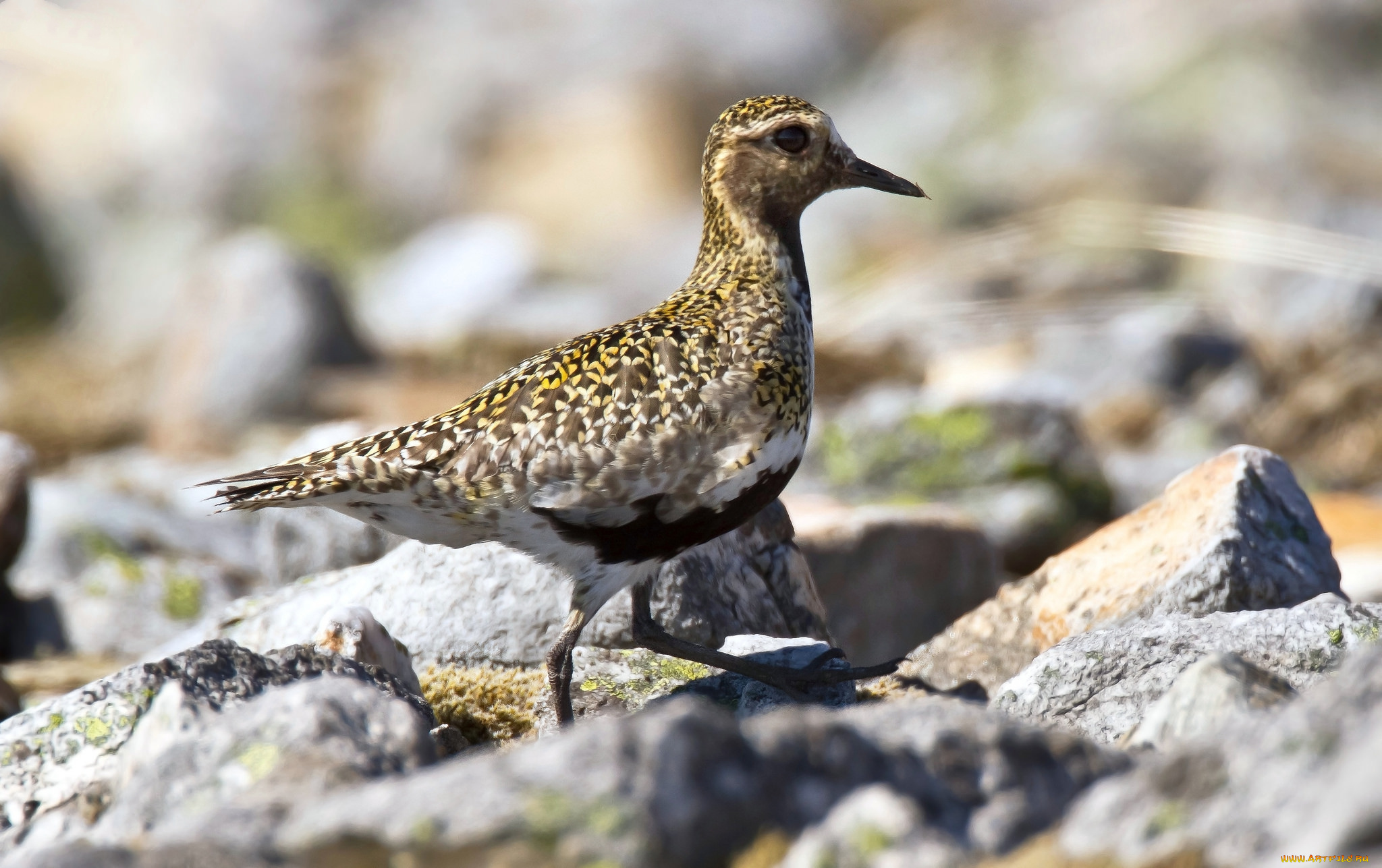 животные, птицы, природа, фауна, птичка