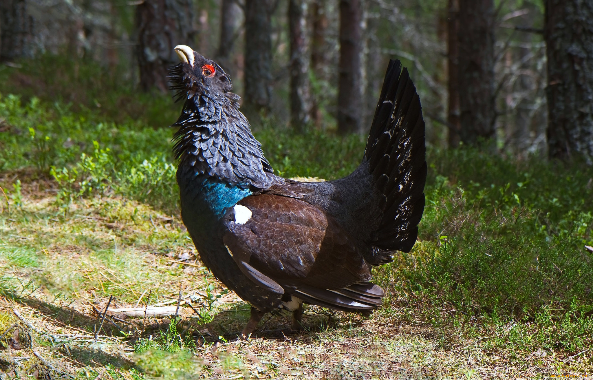 животные, глухари, , тетерева, , фазаны, природа, фауна, птичка