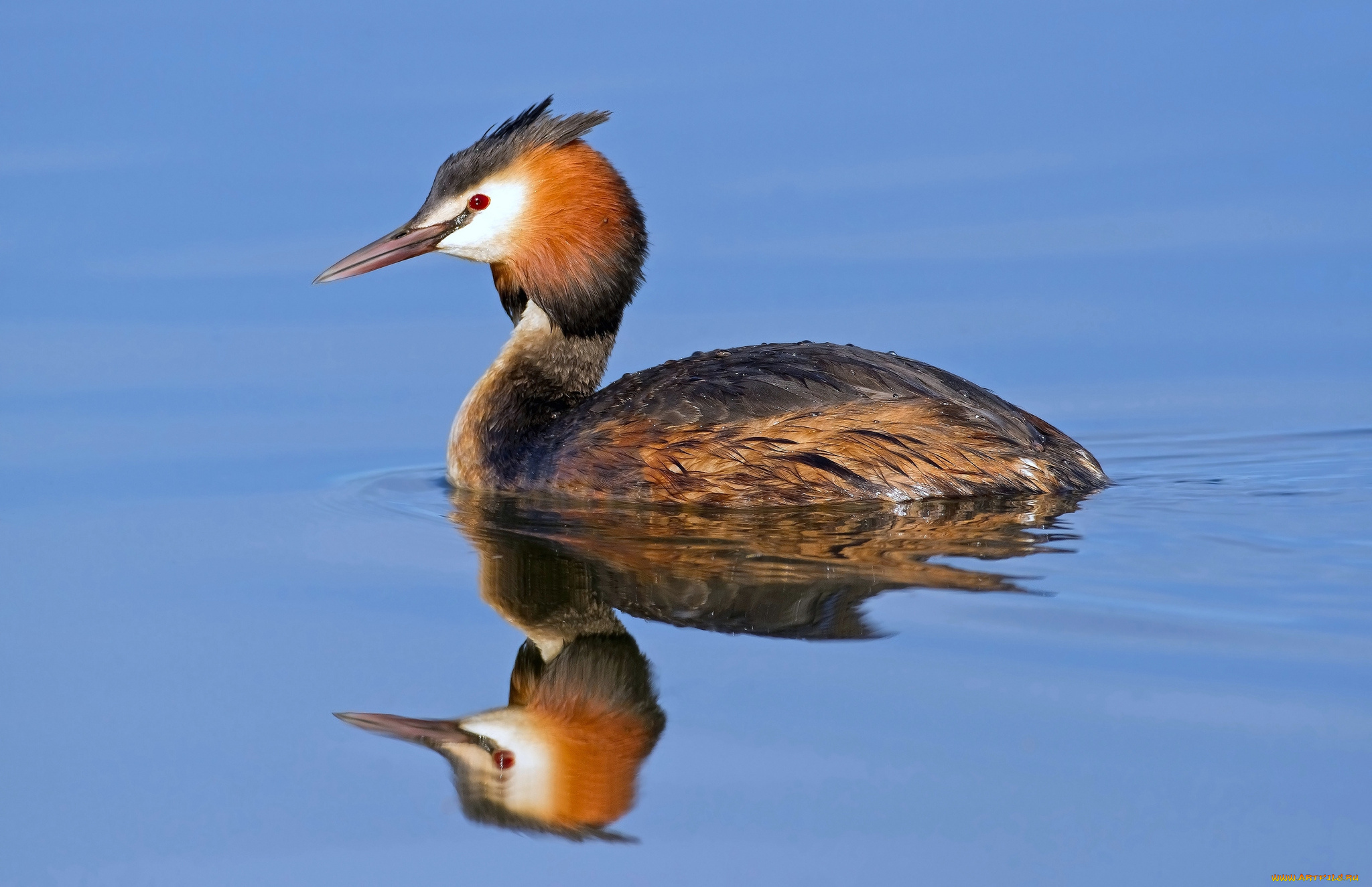 животные, Чомги, , поганки, водоем, птичка