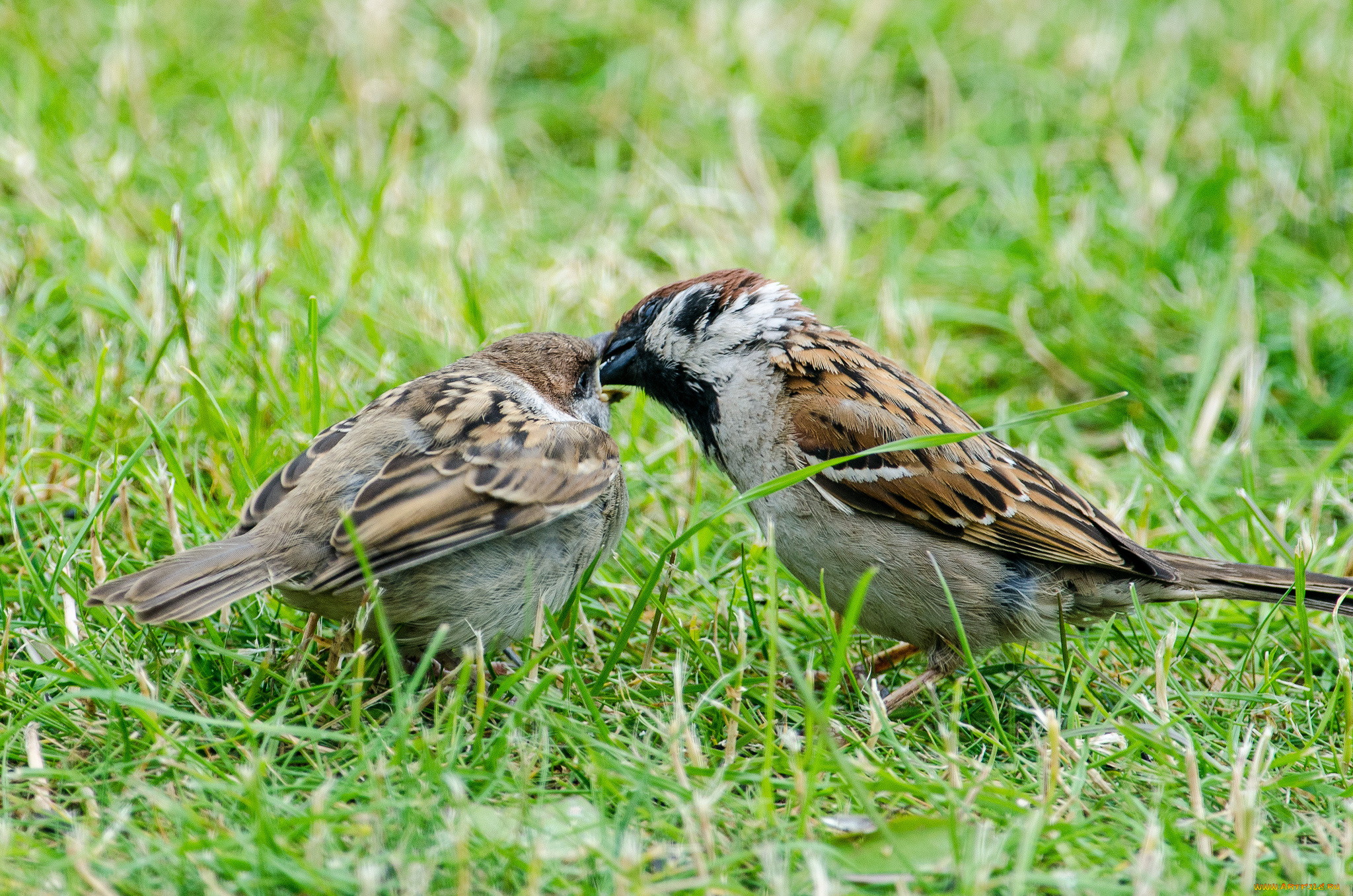 животные, воробьи, природа, фауна, птичка