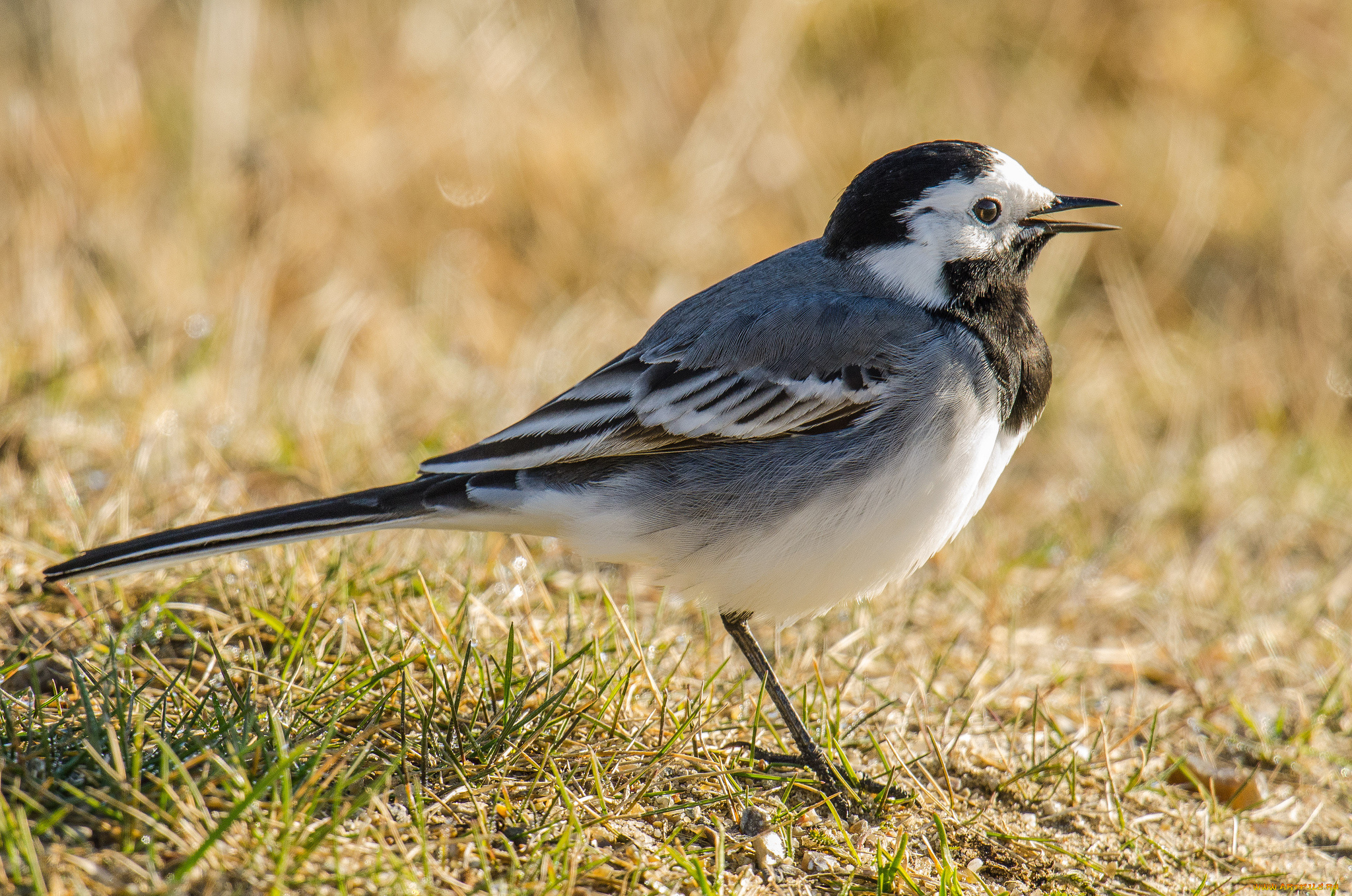 животные, птицы, природа, фауна, птичка