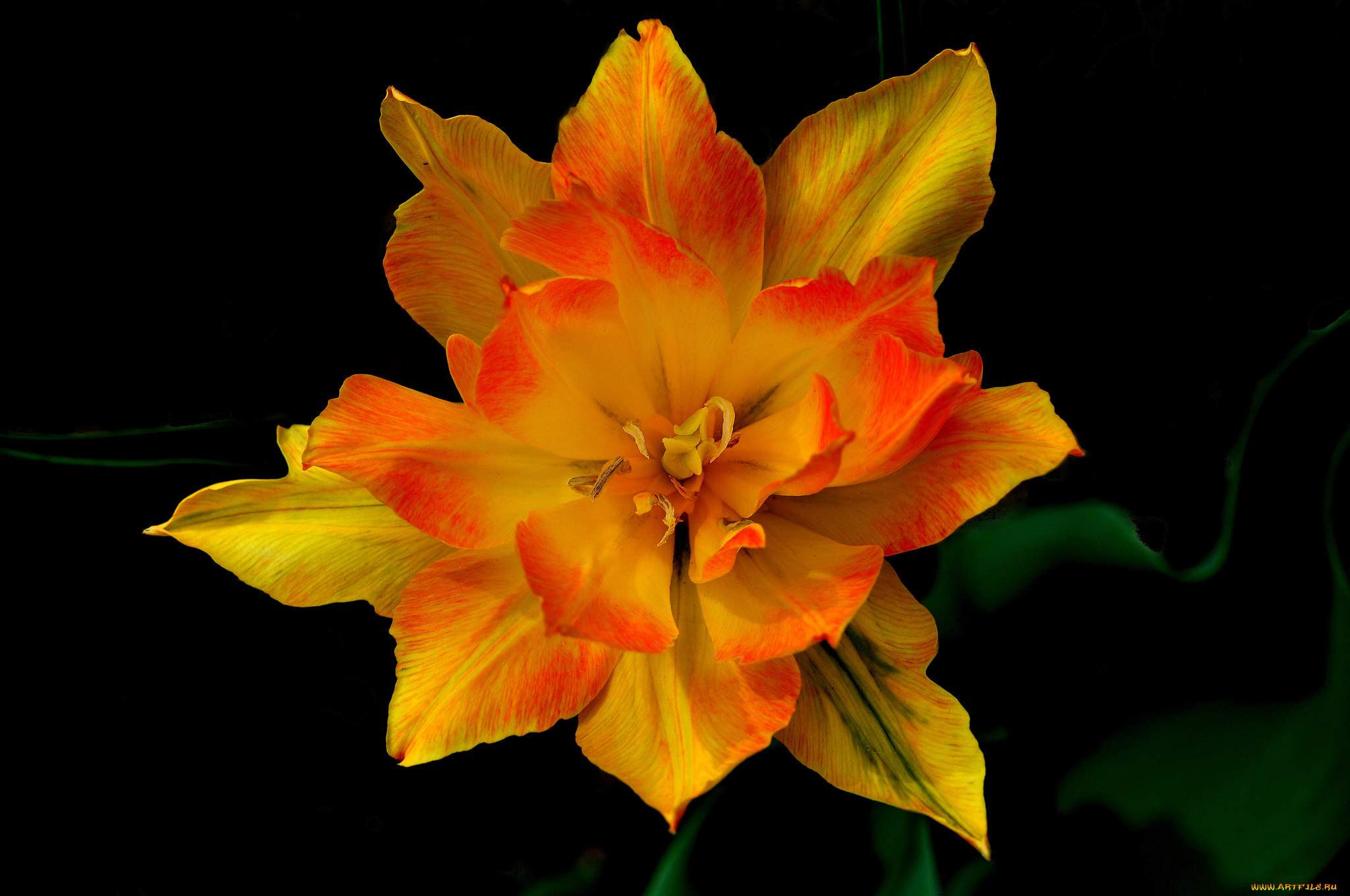 цветы, тюльпаны, макро