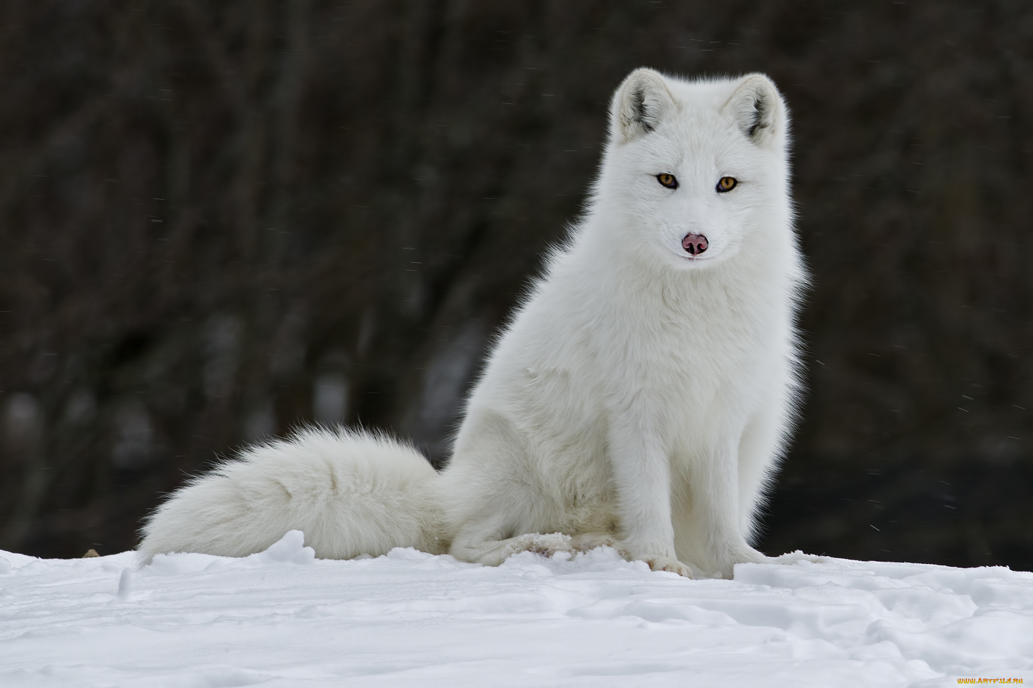 животные, песцы, белый