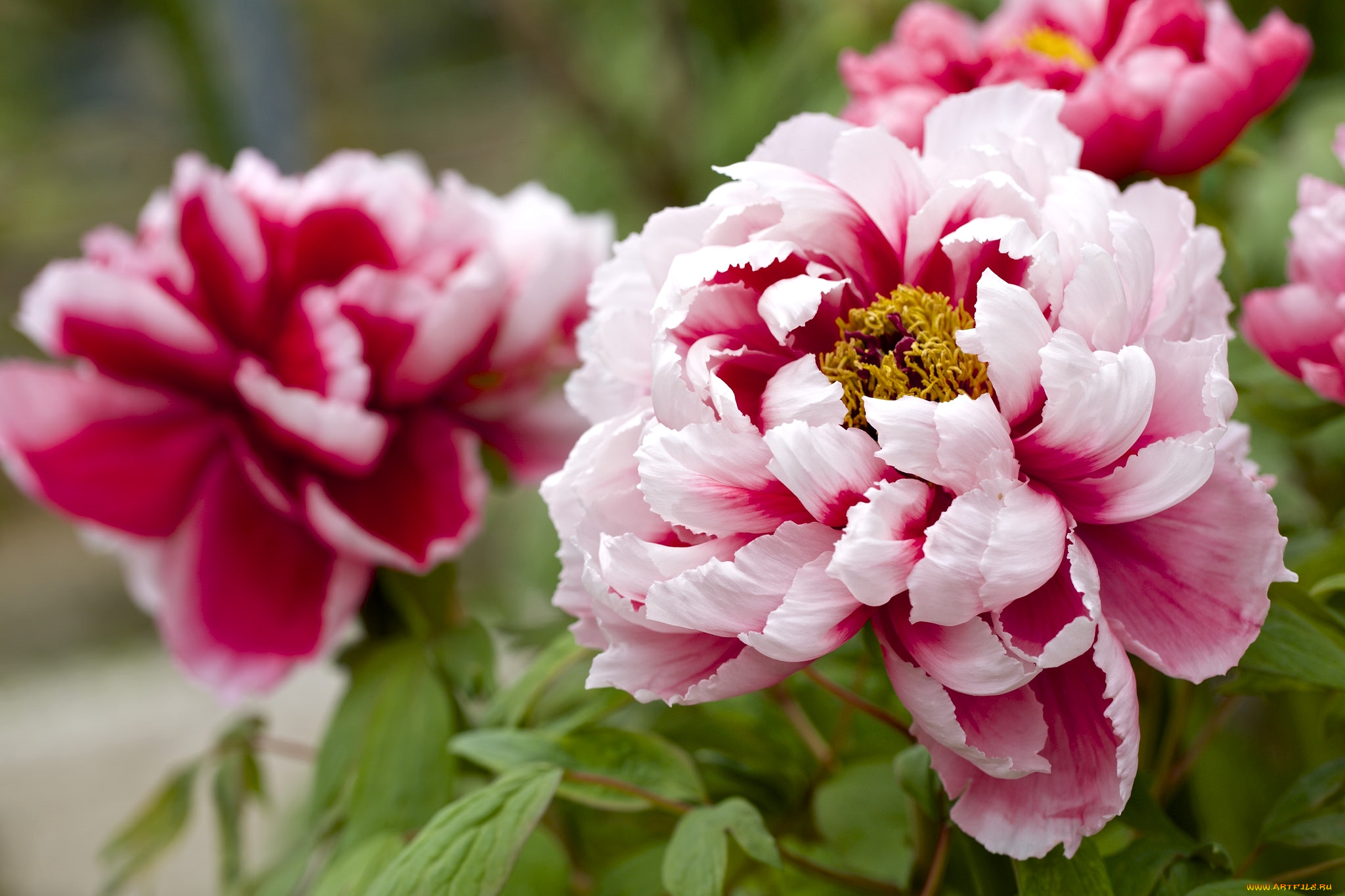цветы, пионы, макро