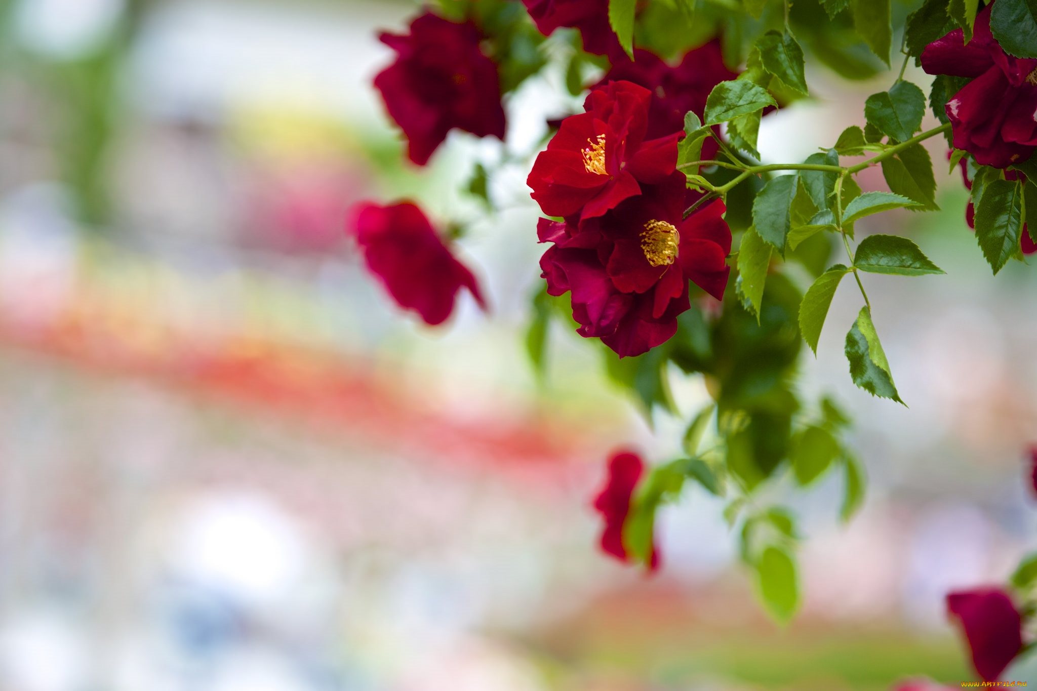 цветы, розы, бордо