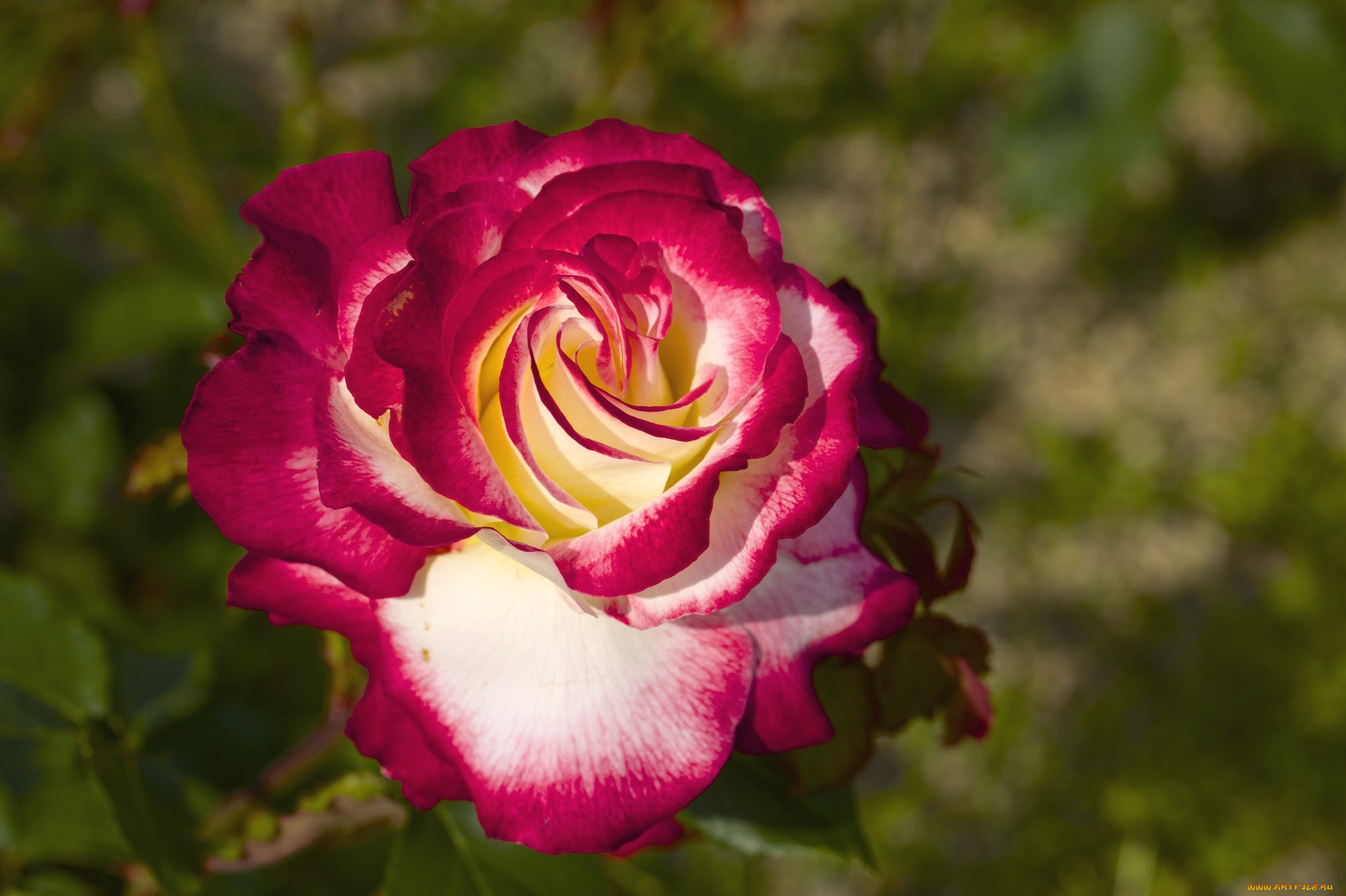 цветы, розы, макро