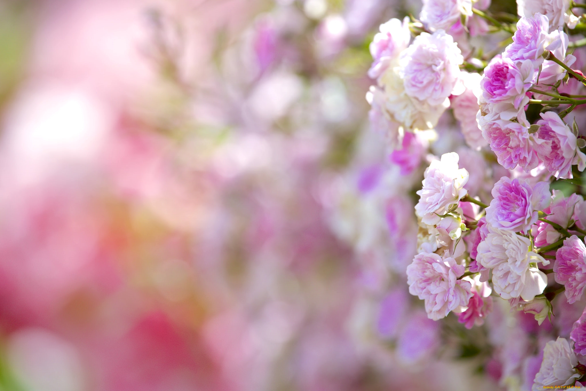 цветы, розы, розовый