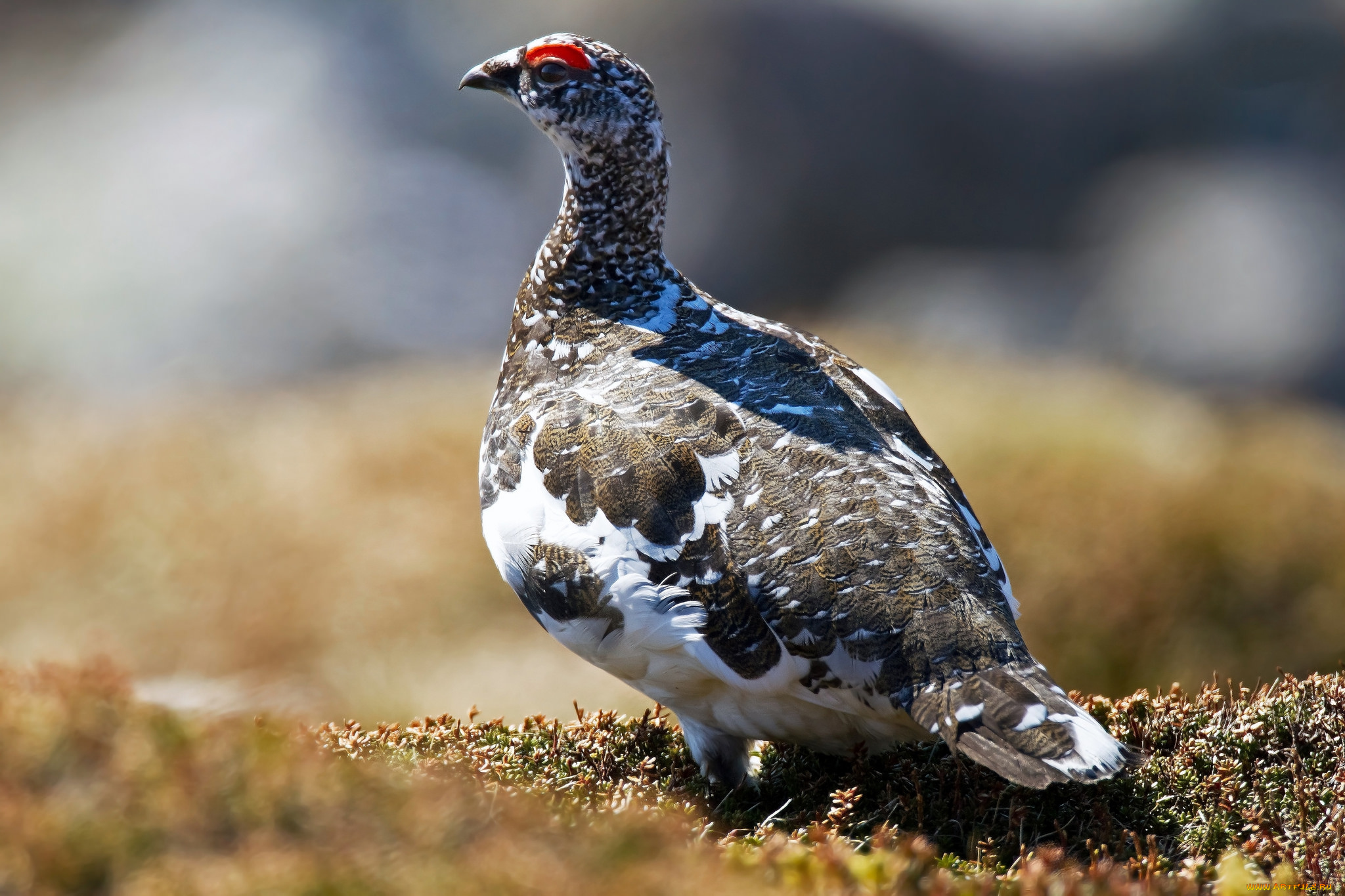 животные, глухари, , тетерева, , фазаны, природа, фауна, птичка