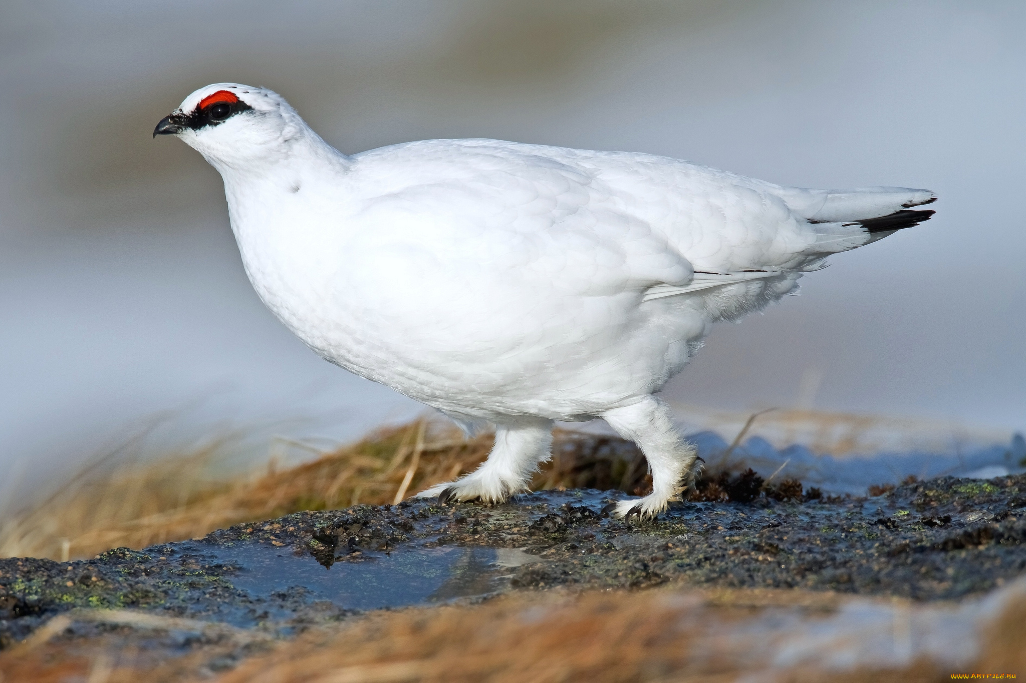животные, куропатки, , рябчики, , перепела, белая, куропатка
