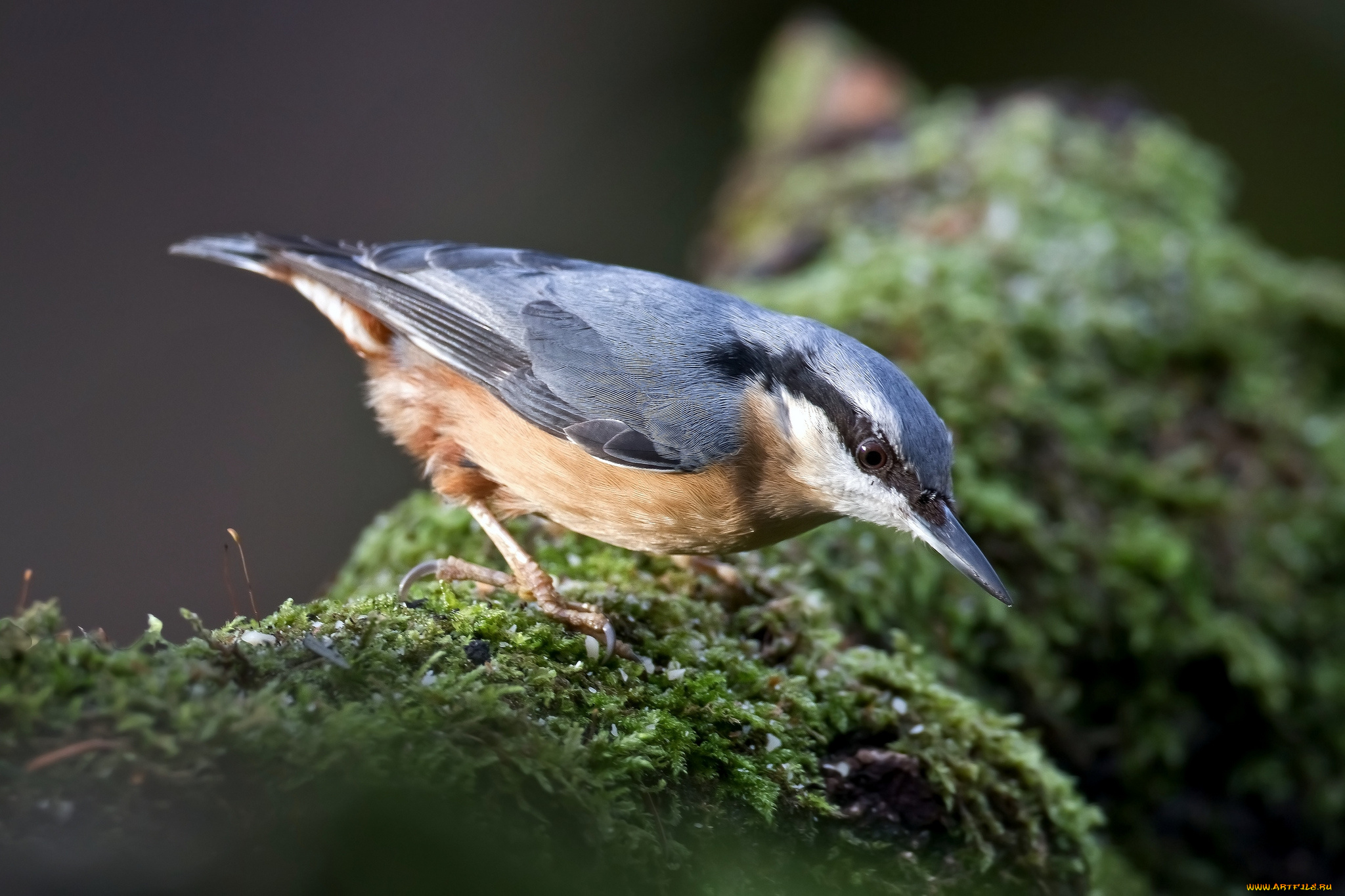 животные, поползни, дерево, поползень