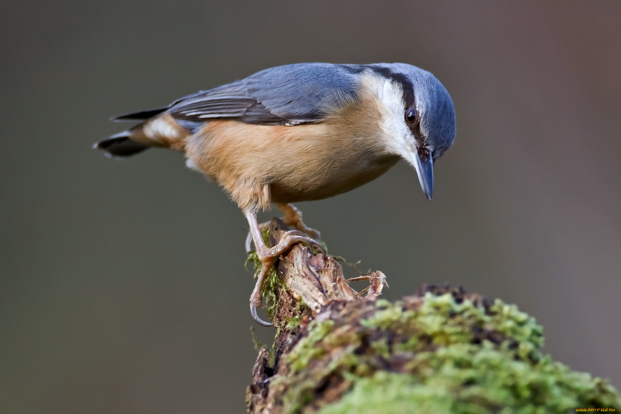 животные, поползни, дерево, поползень