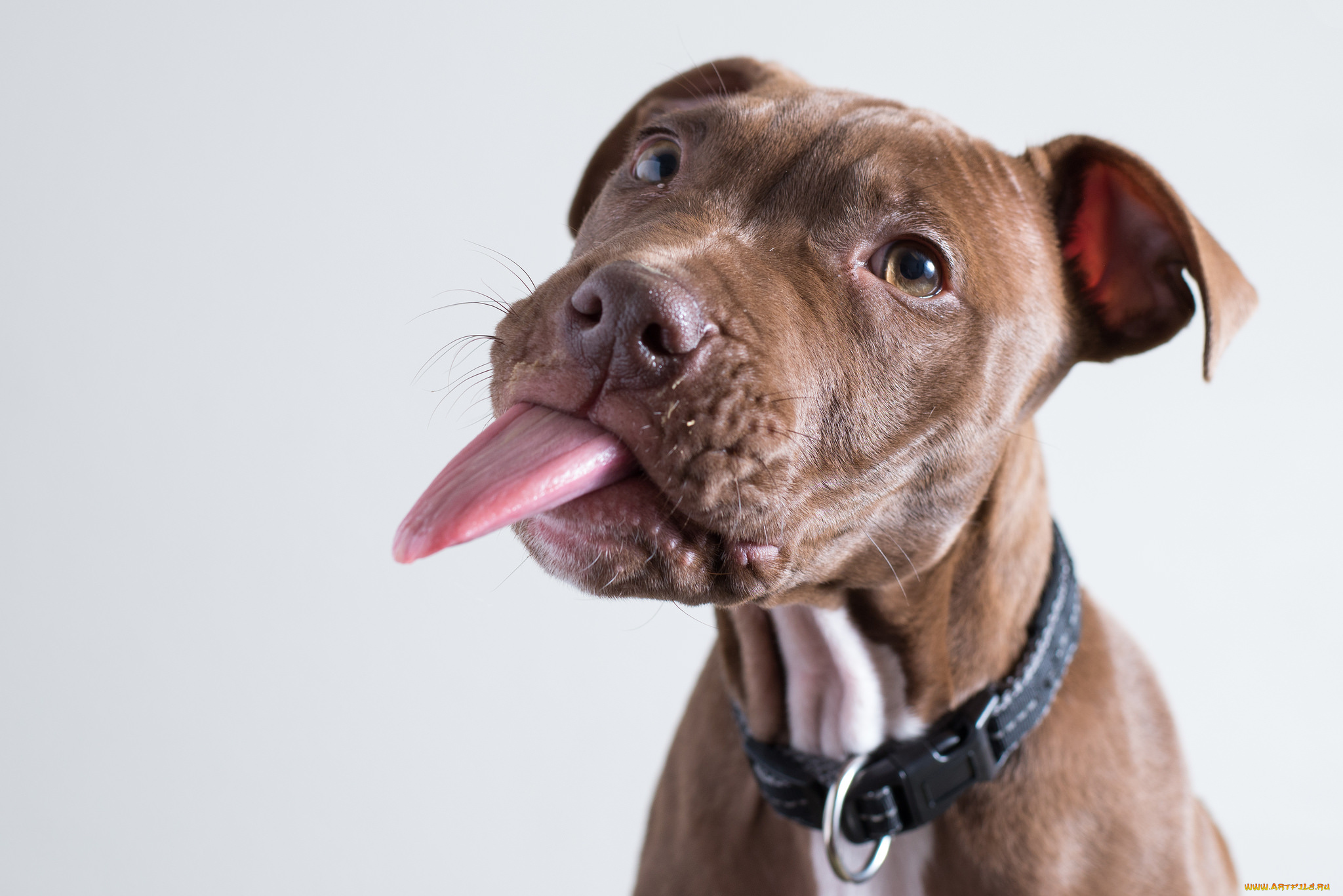 животные, собаки, морда, пес, взгляд