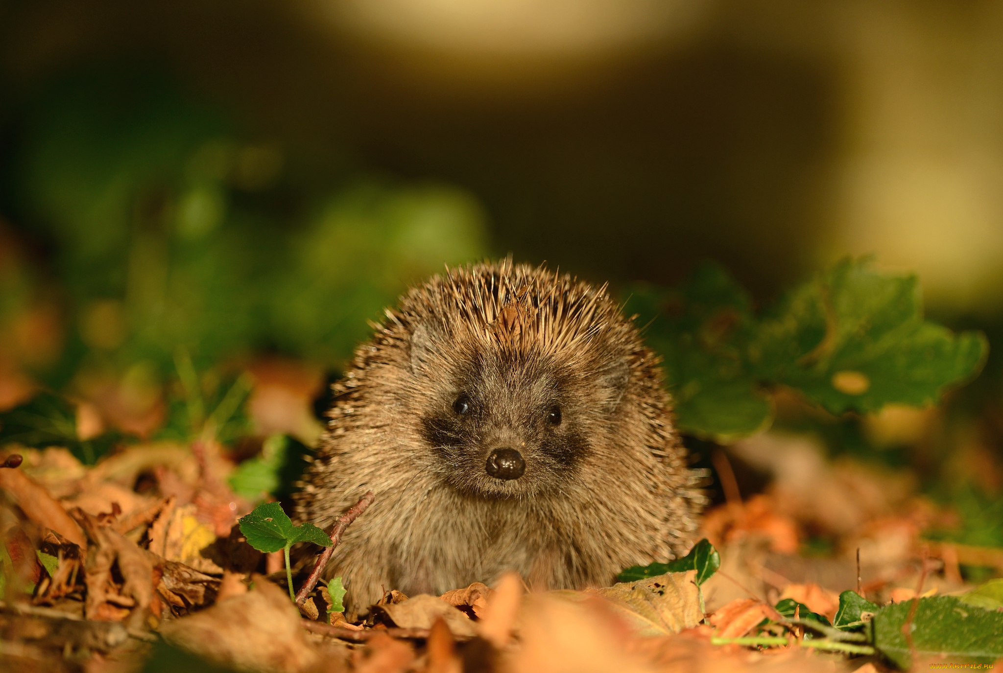 животные, ежи, колючки