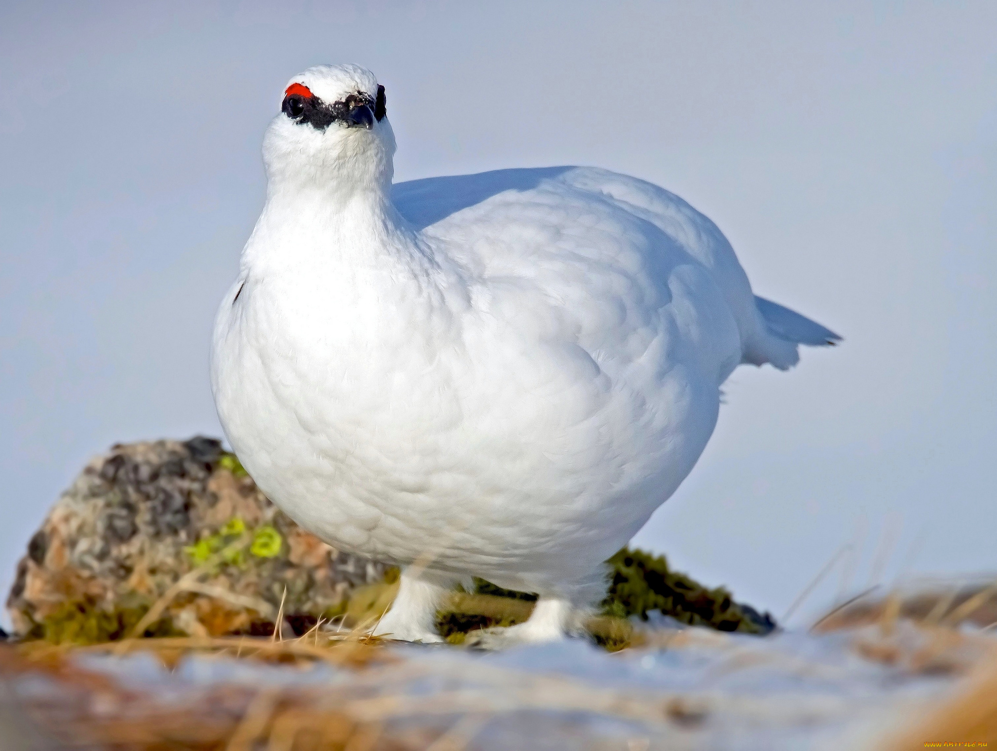 животные, куропатки, , рябчики, , перепела, белая, куропатка