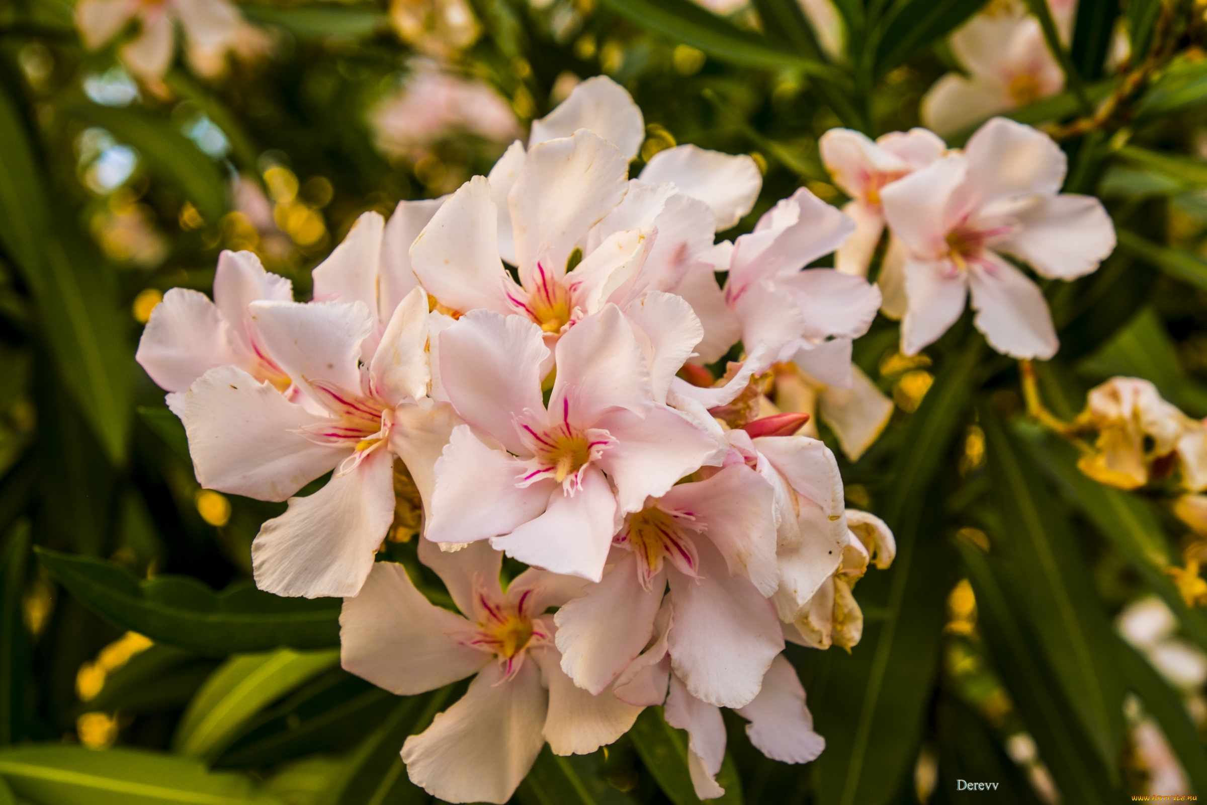 цветы, олеандры, персиковый