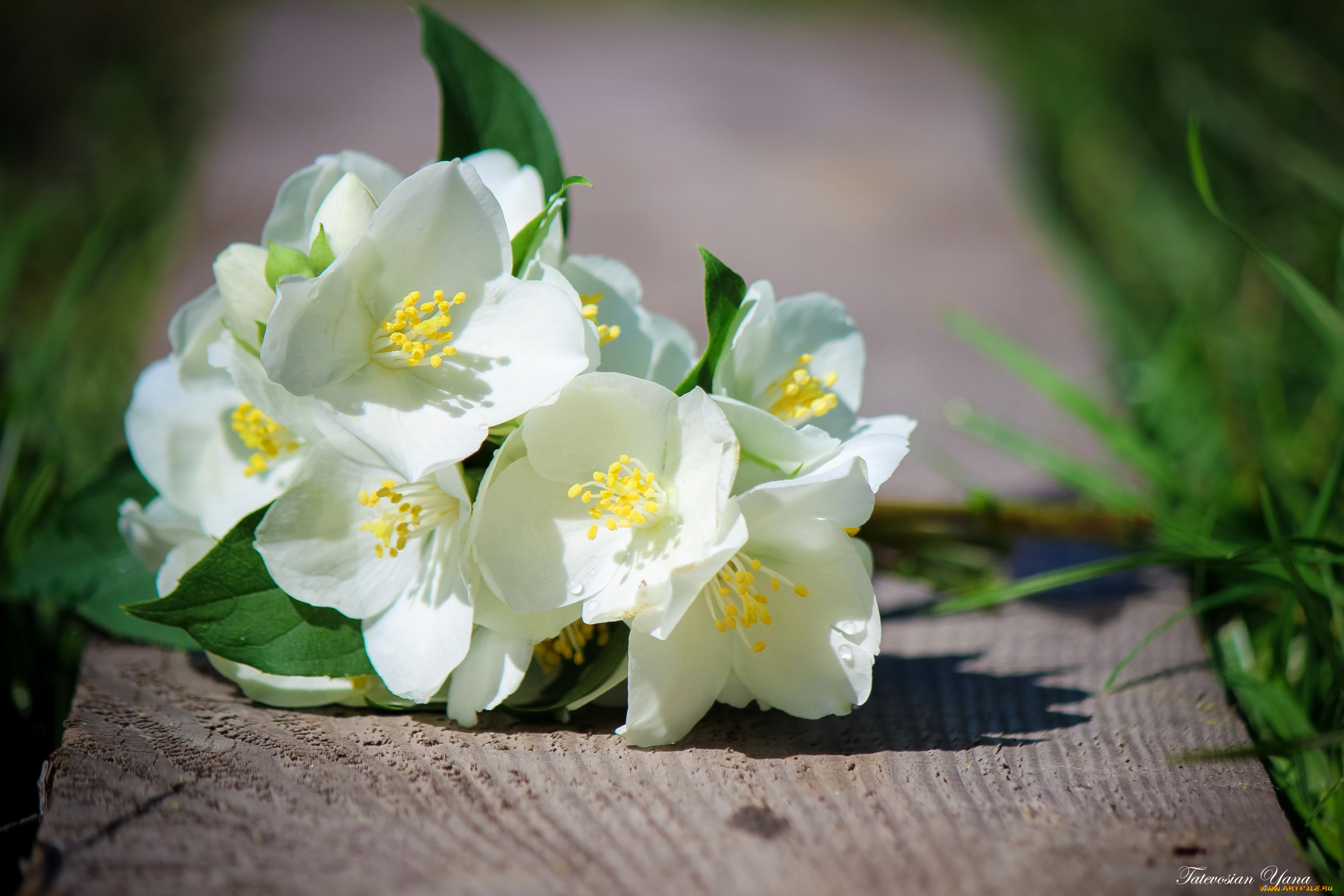 цветы, жасмин, белый