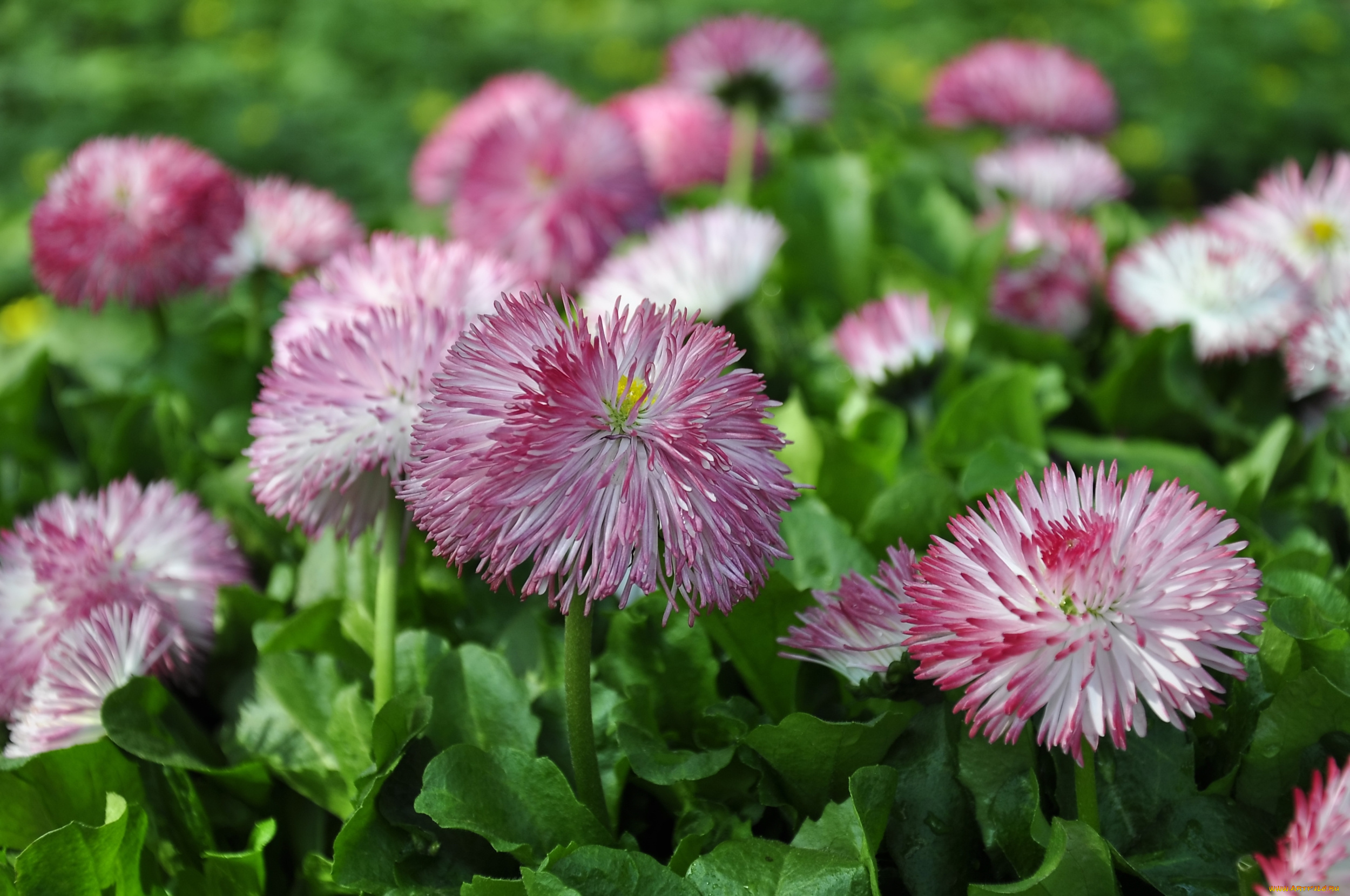 цветы, маргаритки, розовый