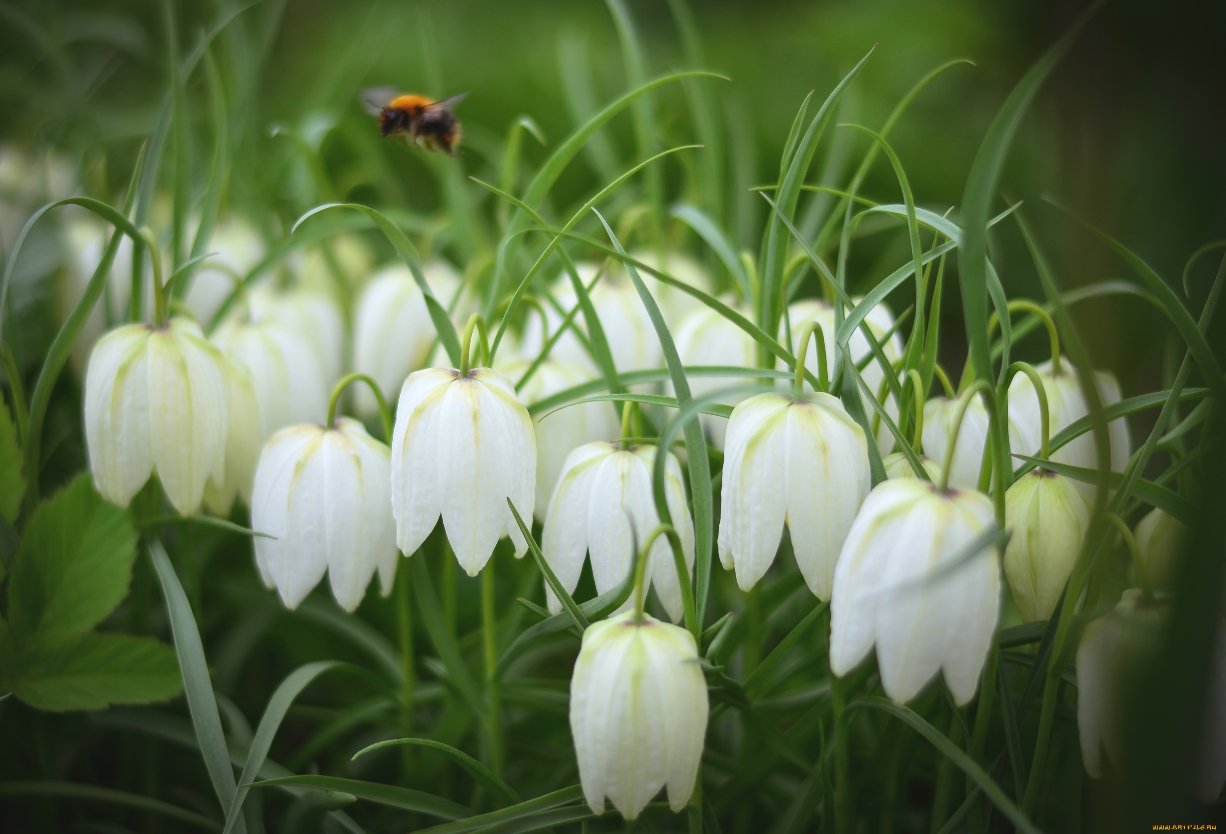 цветы, рябчики, белый