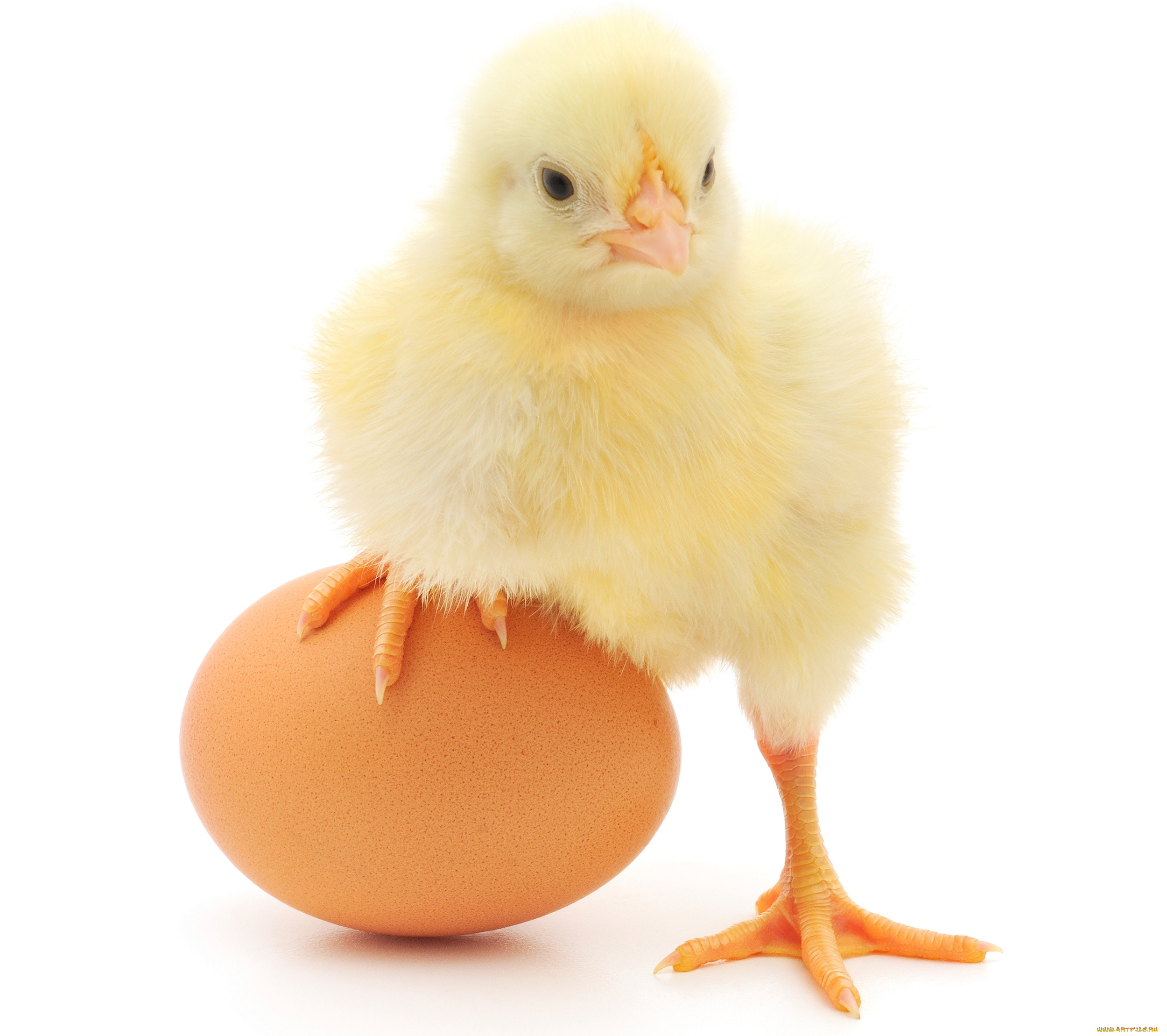 животные, куры, , петухи, яйцо, цыпленок