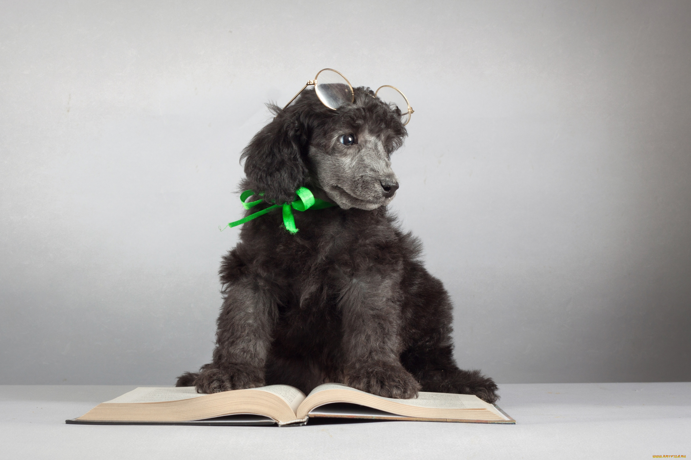 животные, собаки, пудель