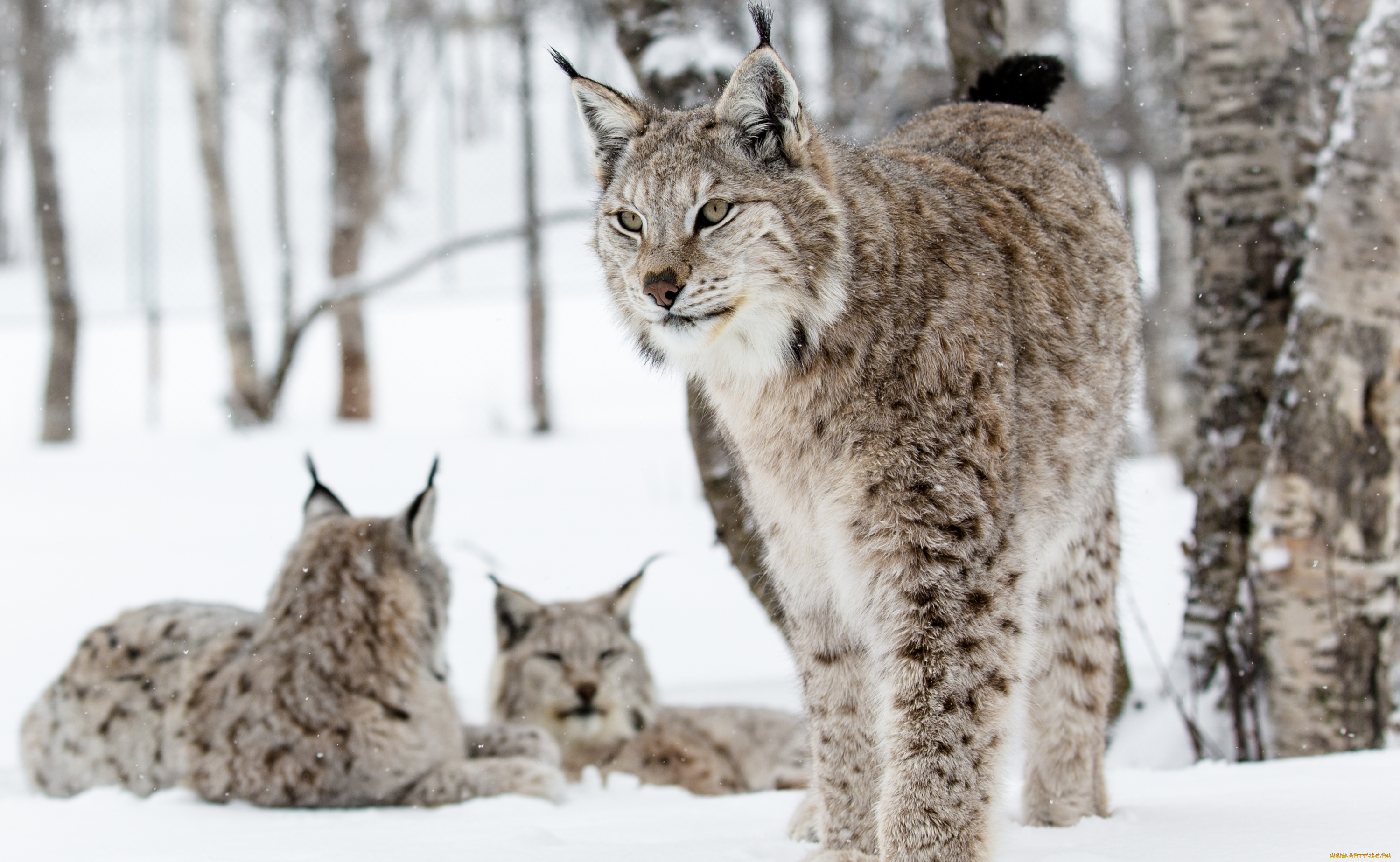 животные, рыси, снег, кошки