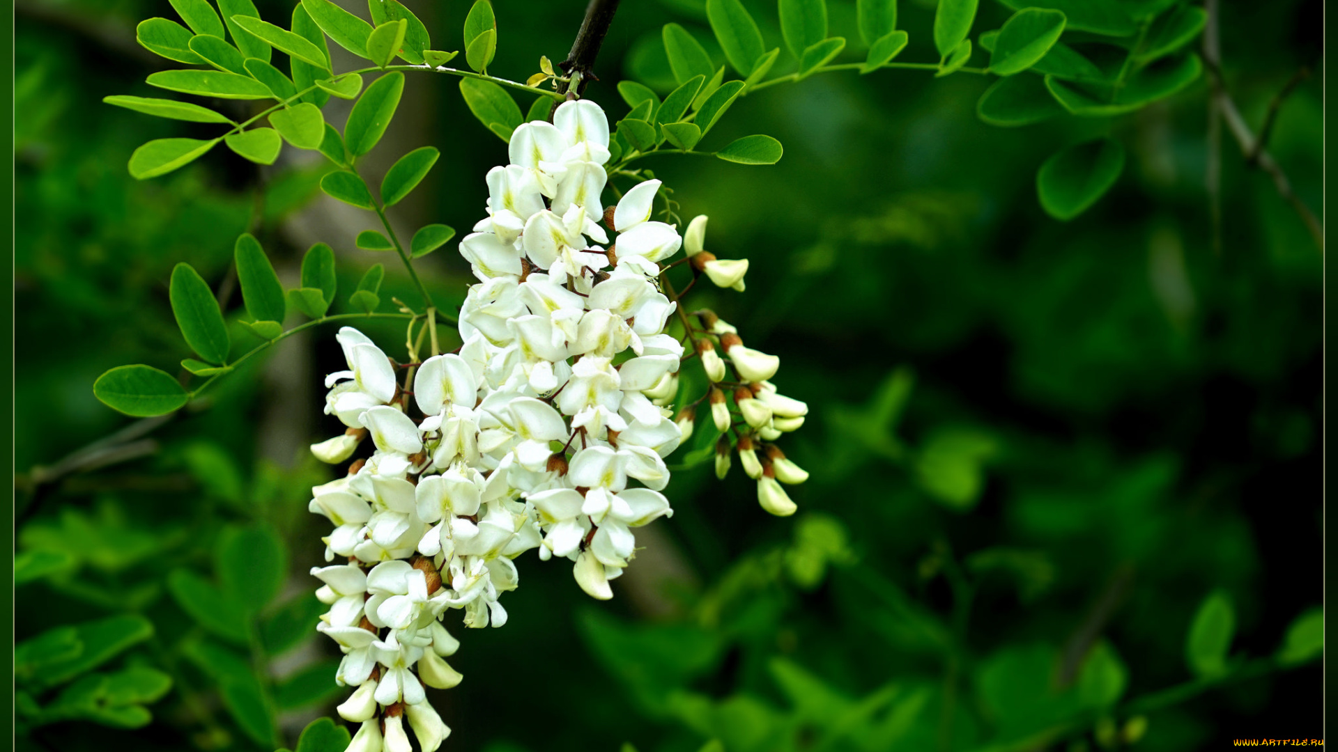 цветы, акация, листья, макро