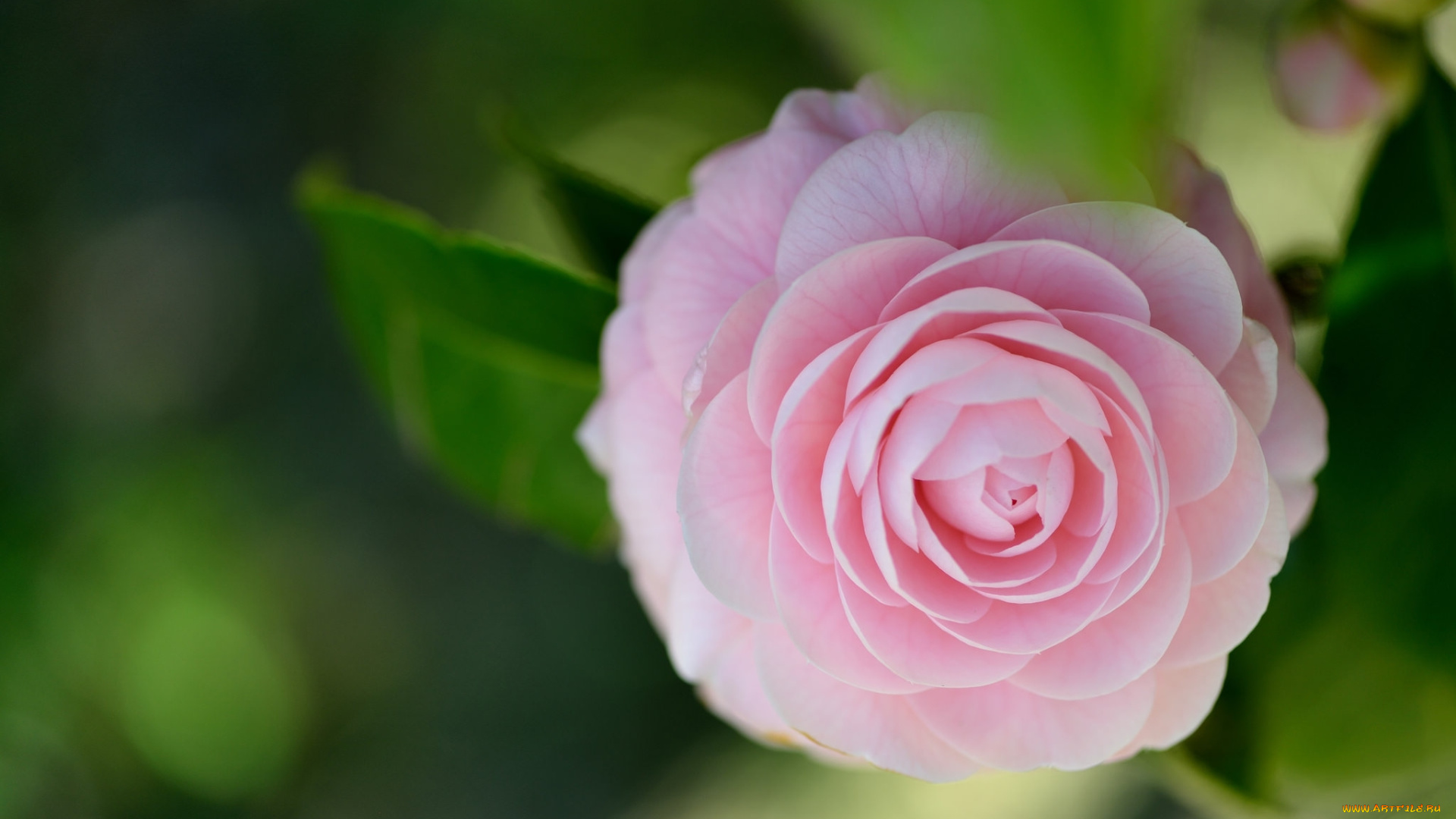 цветы, камелии, камелия, цветок, листья