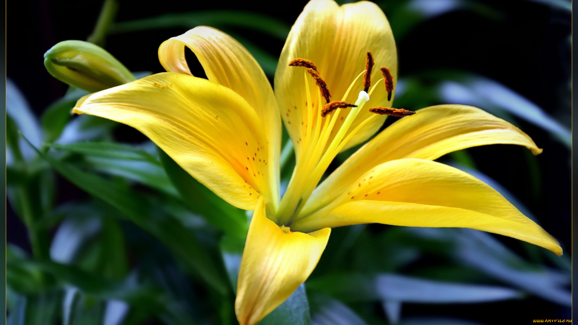 цветы, лилии, , лилейники, цветок, лилия, жёлтая