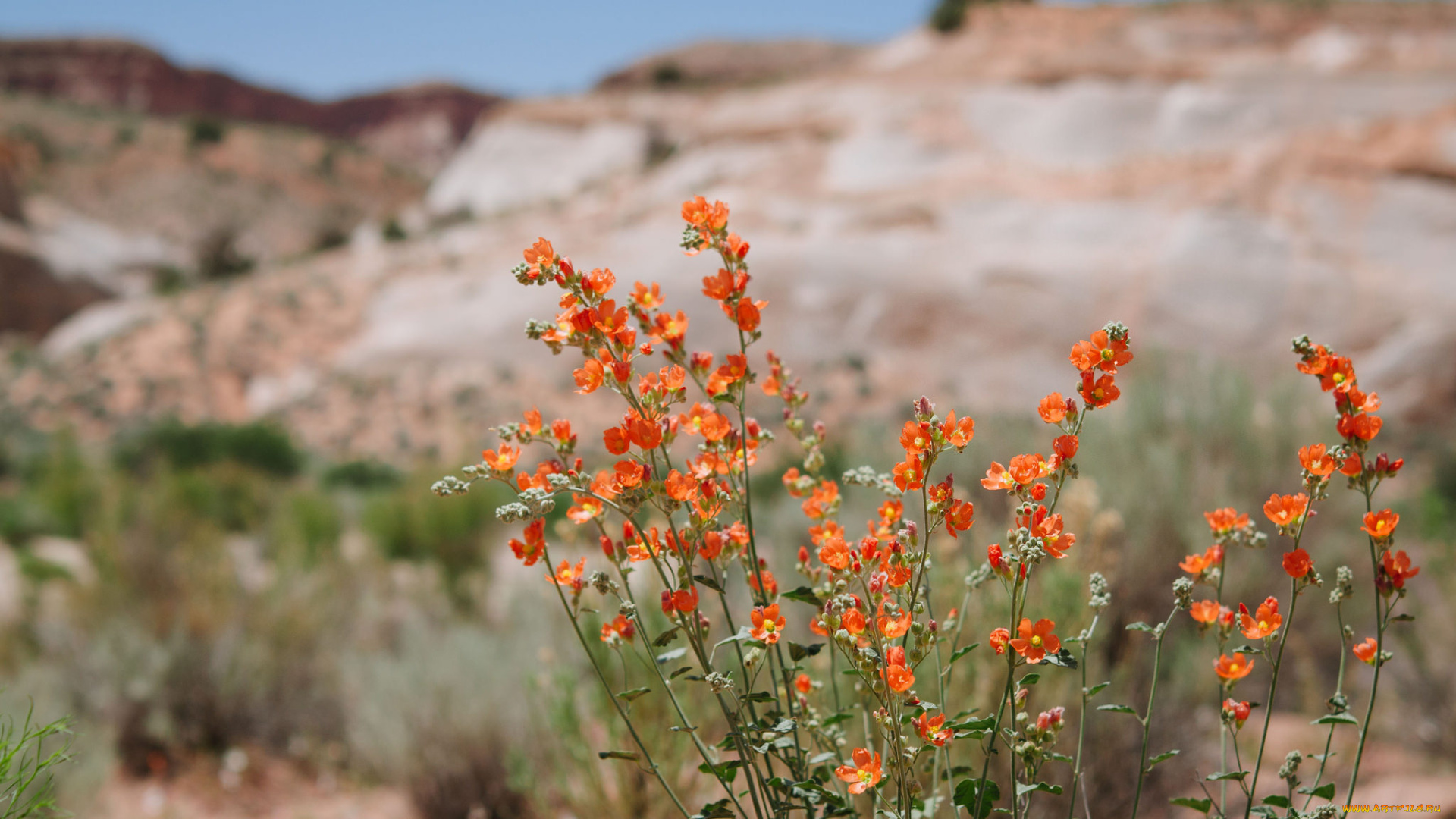 цветы, луговые, , полевые, , цветы, мелкие, оранжевые