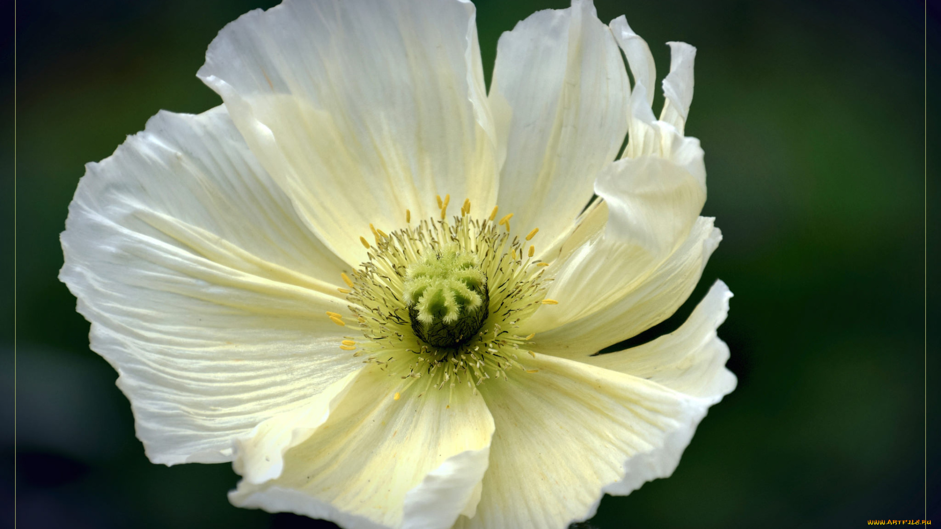 цветы, маки, цветок, макро, мак, белый