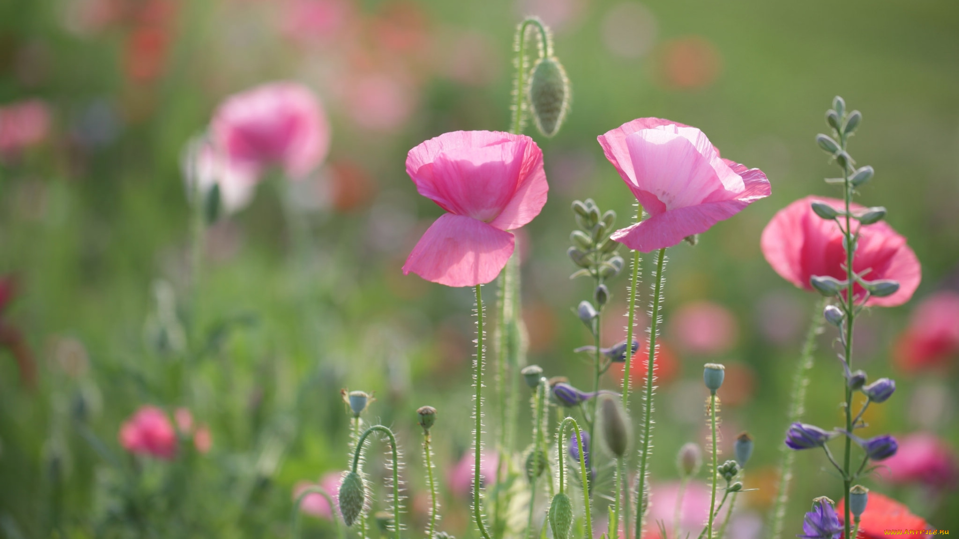 цветы, маки, луг, макро, бутончики