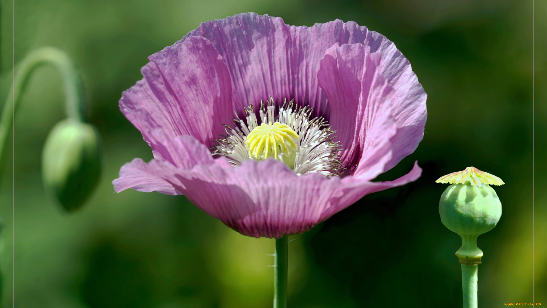 цветы, маки, сиреневый, мак