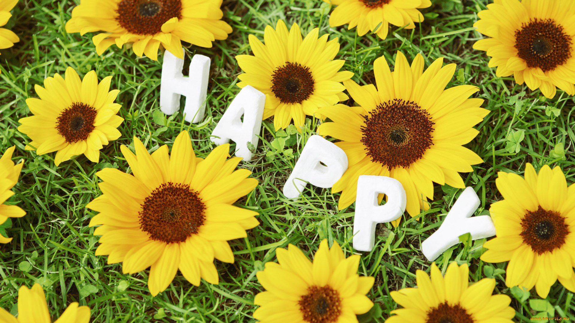цветы, подсолнухи, слово, буквы, трава, счастье
