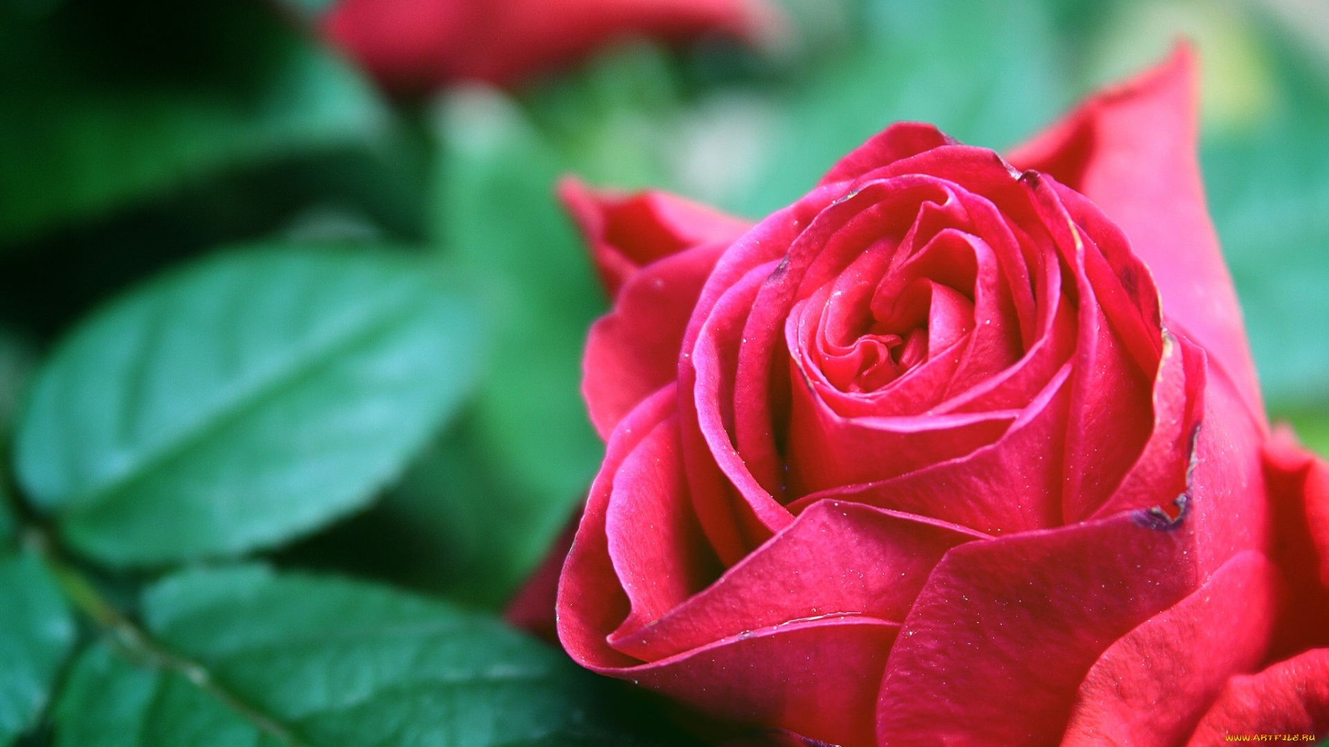 цветы, розы, макро, бутон, роза