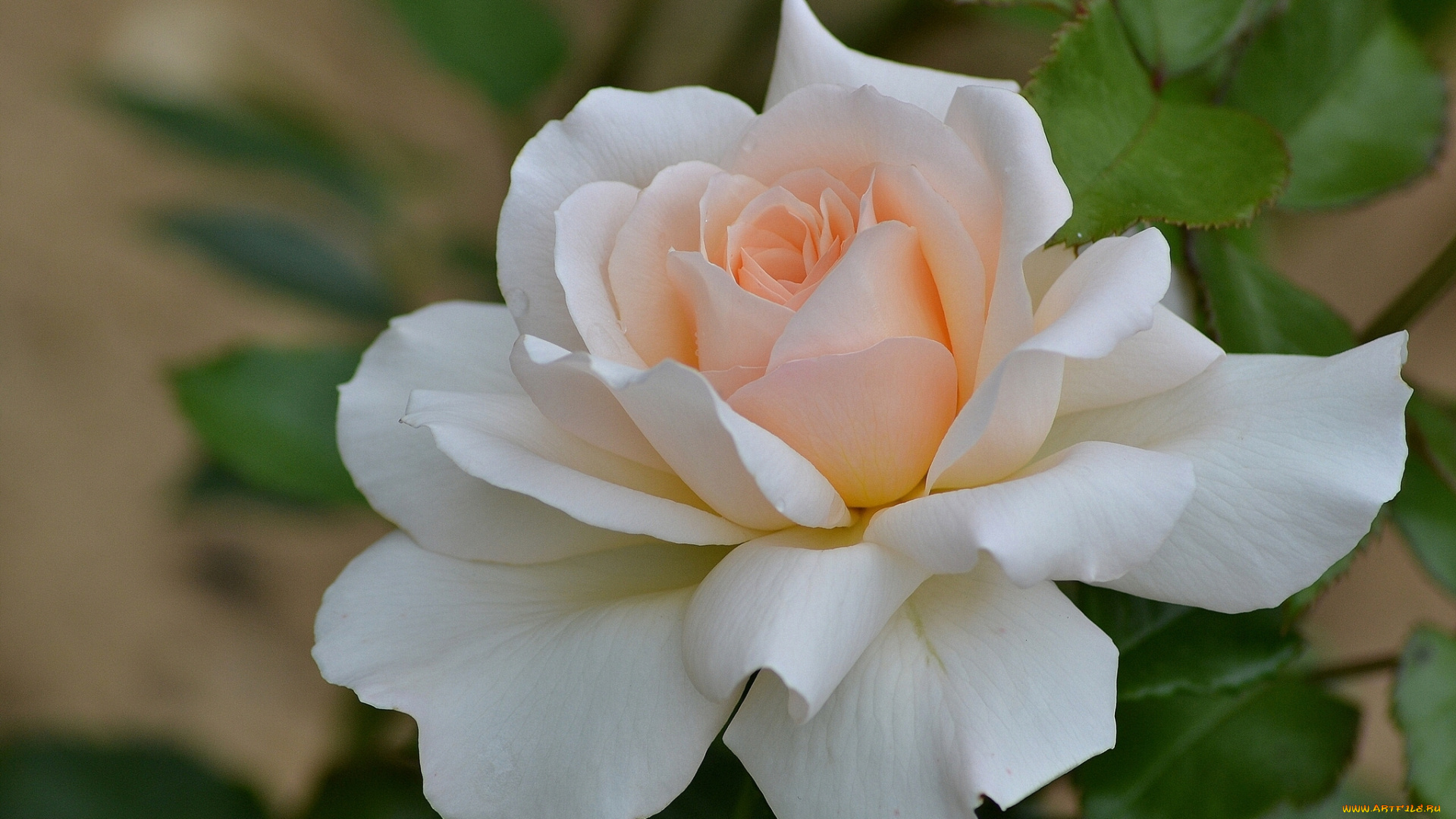 цветы, розы, макро, лепестки, роза