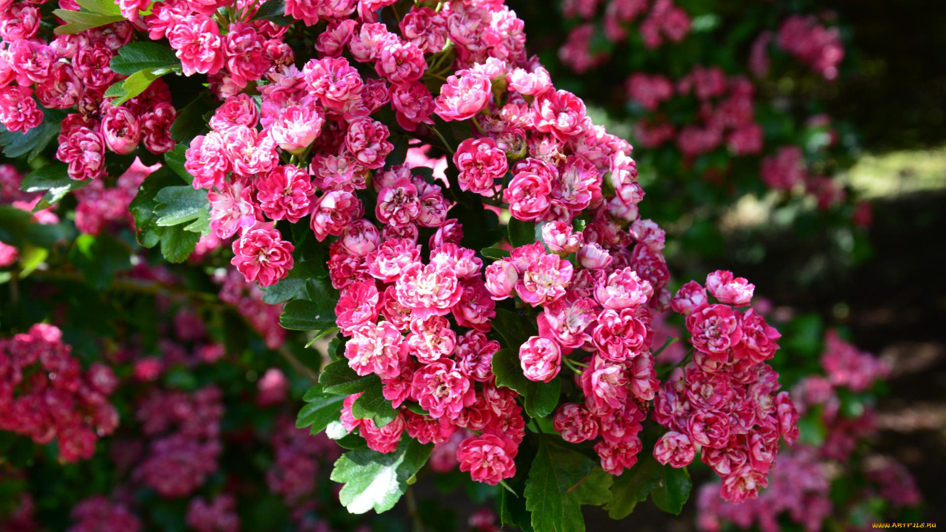 цветы, розы, весна, цветение, ветки, розовые, вишня