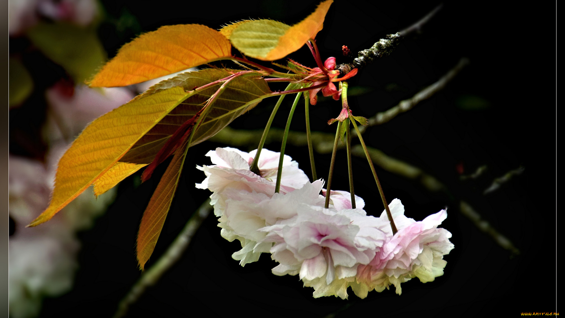 цветы, сакура, , вишня, весна, листья, ветка