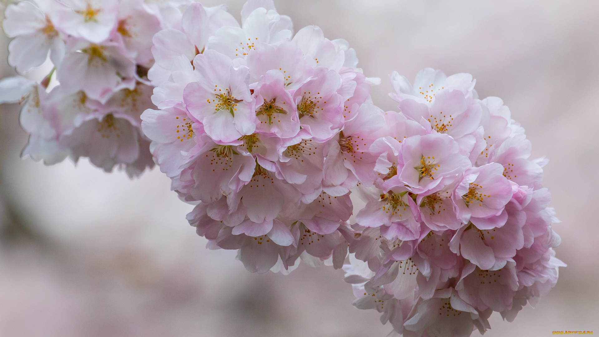цветы, сакура, , вишня, ветка, вишня, цветение, цветки, макро
