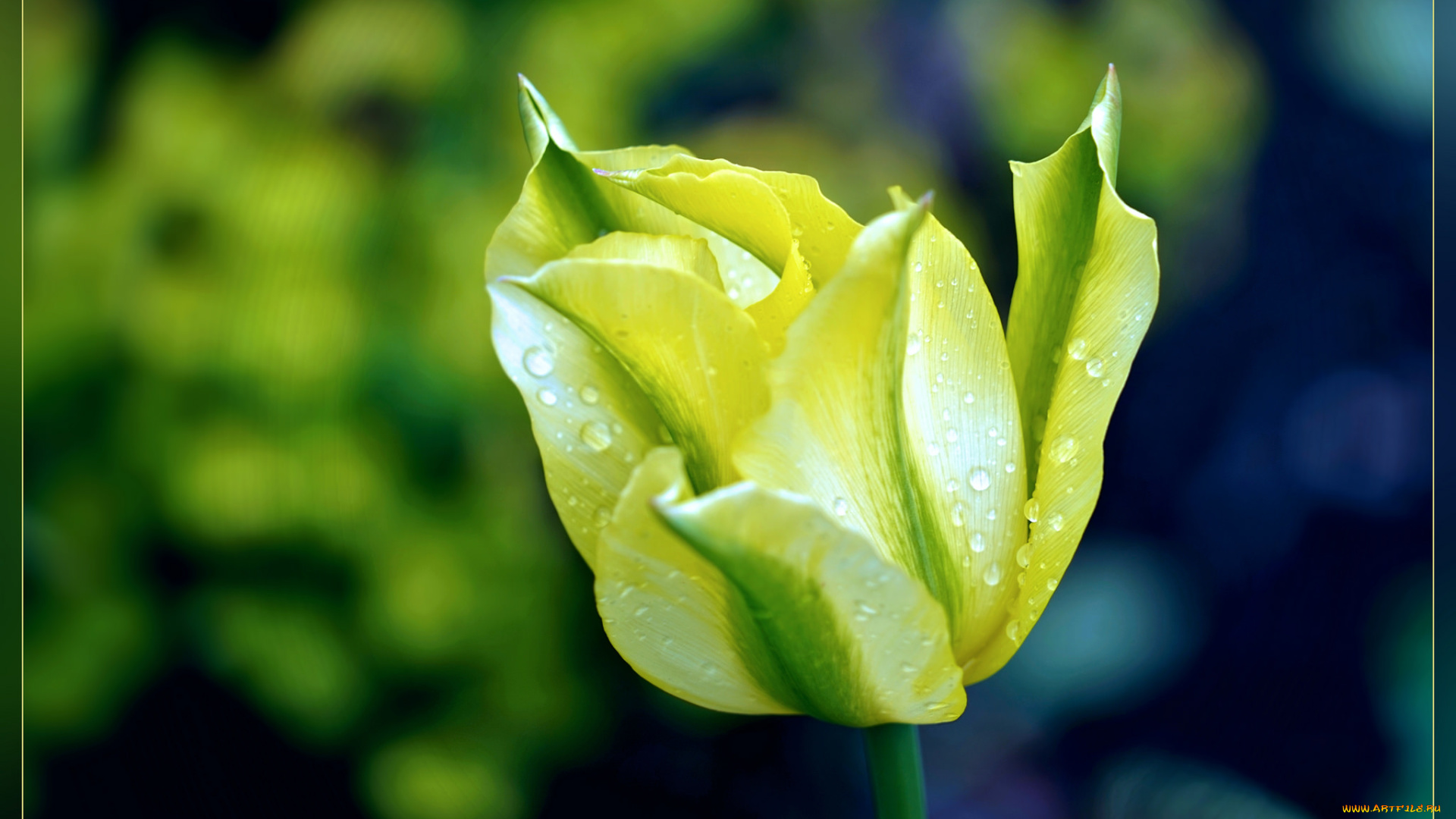 цветы, тюльпаны, роса, капли, тюльпан, цветок, весна, макро