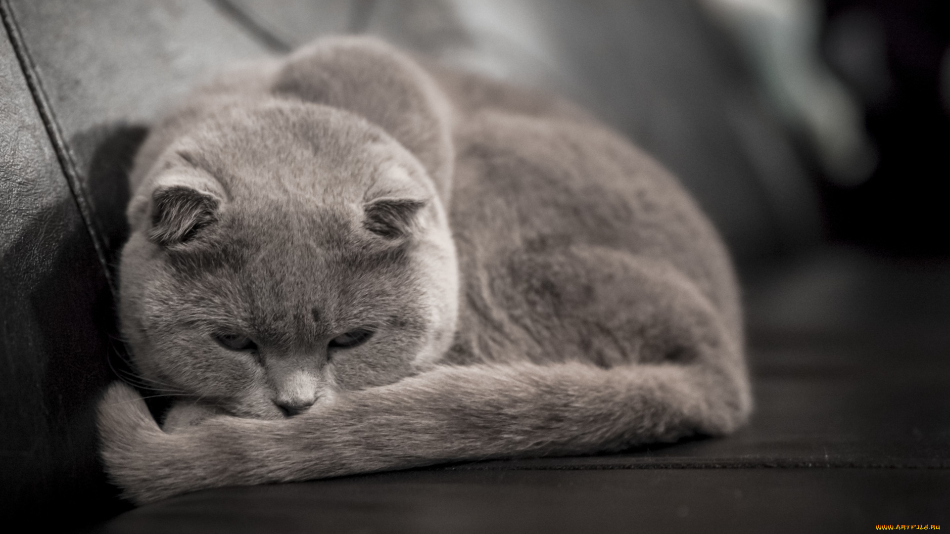 животные, коты, кот, смотрит, лежит, серый