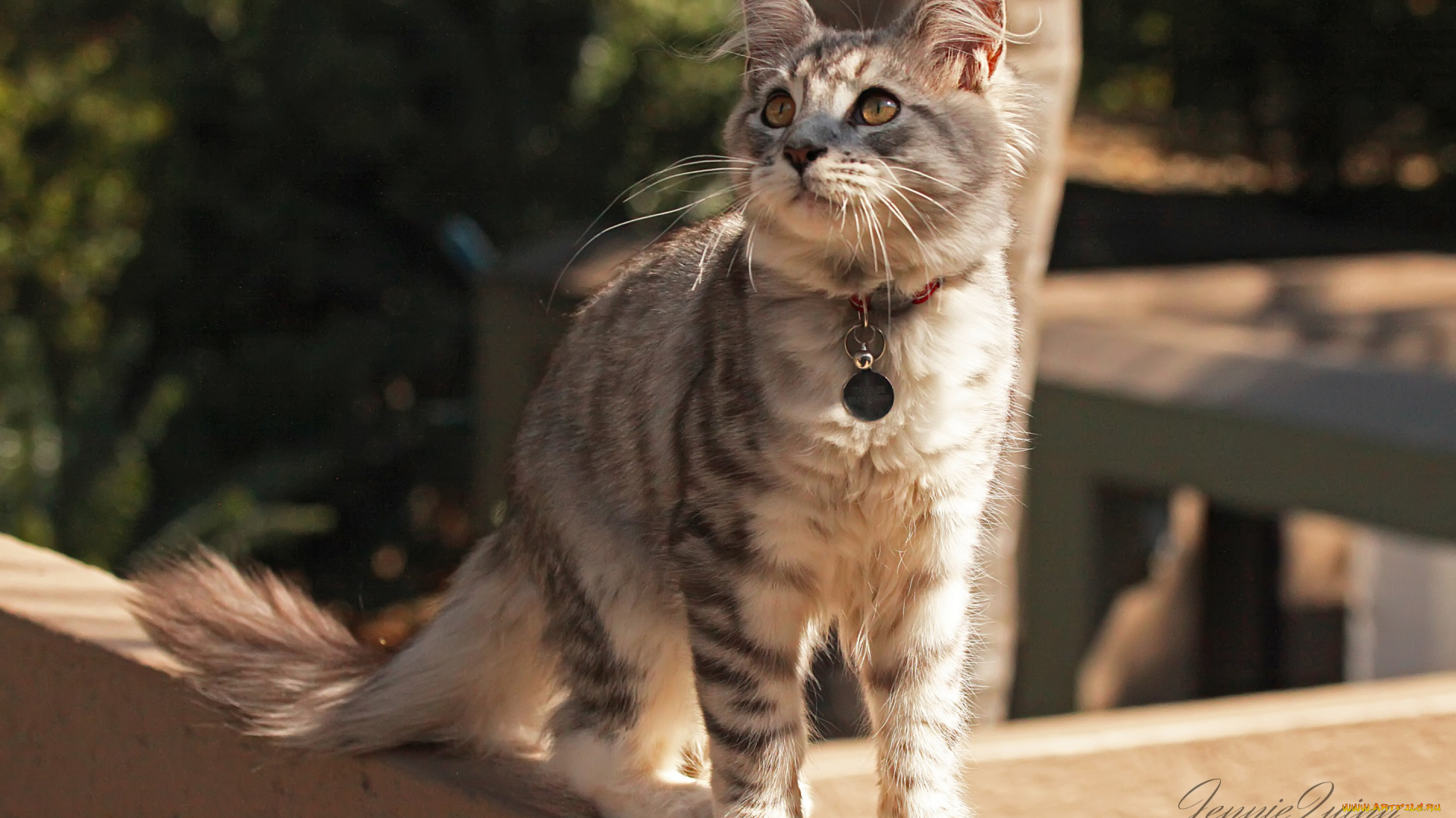 животные, коты, внимание, улица, ошейник, кошка