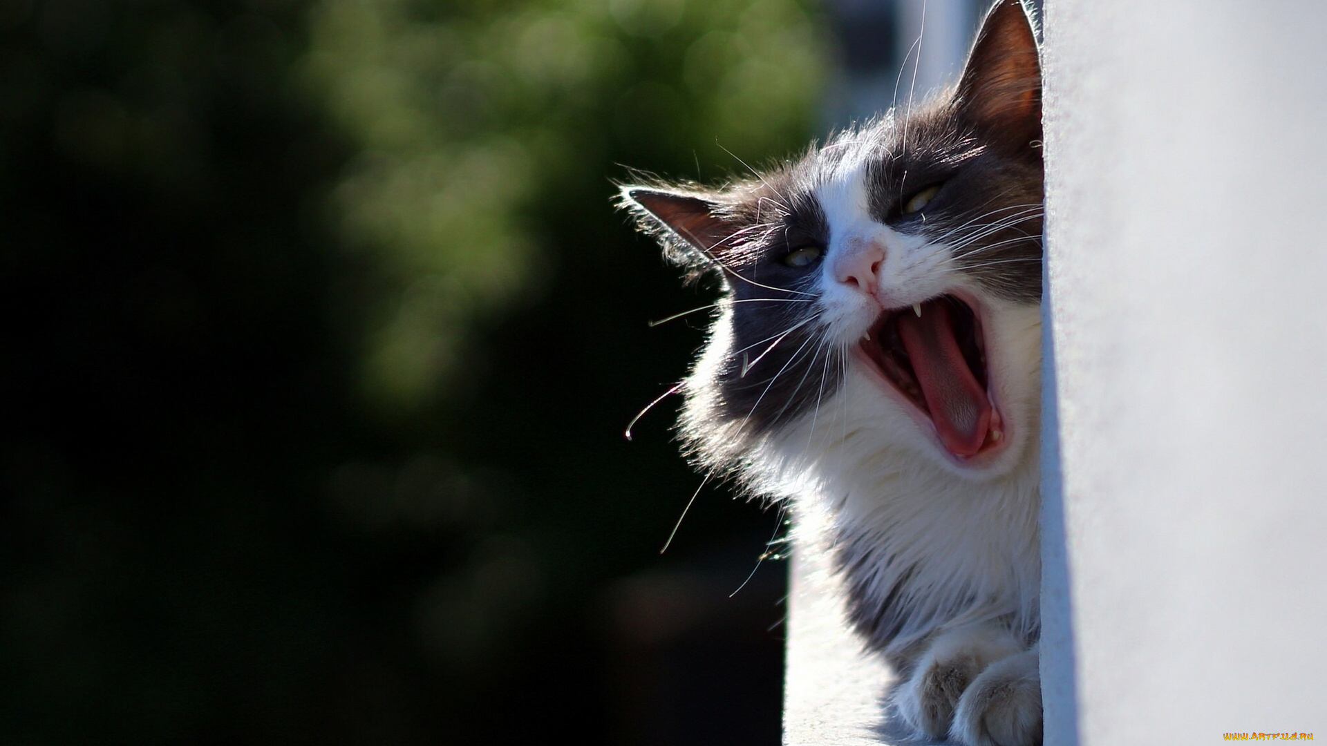 животные, коты, зевает, зевок, кошка, кот