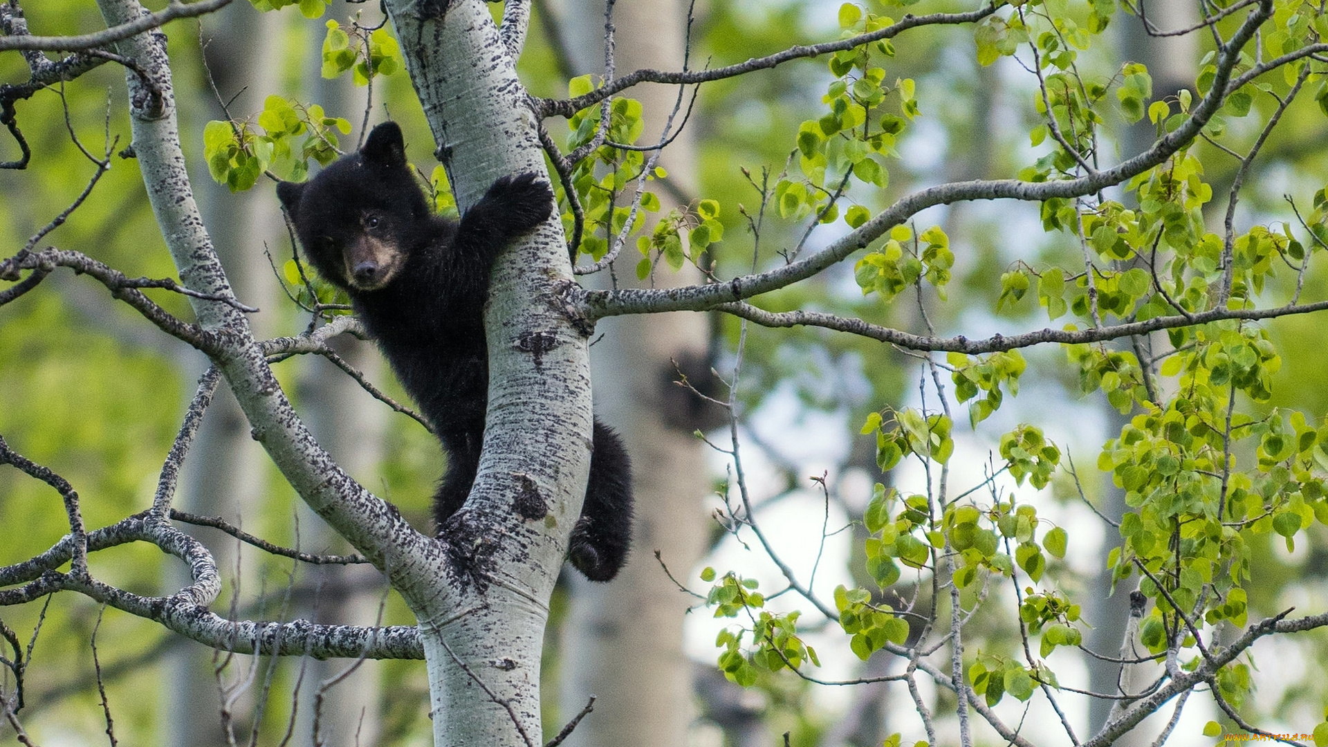 животные, медведи, дерево, медвежонок, медведь