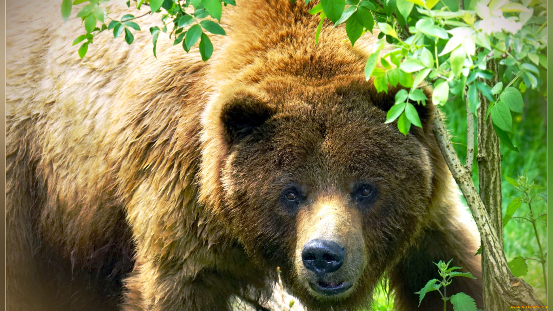 животные, медведи, трава, медведь