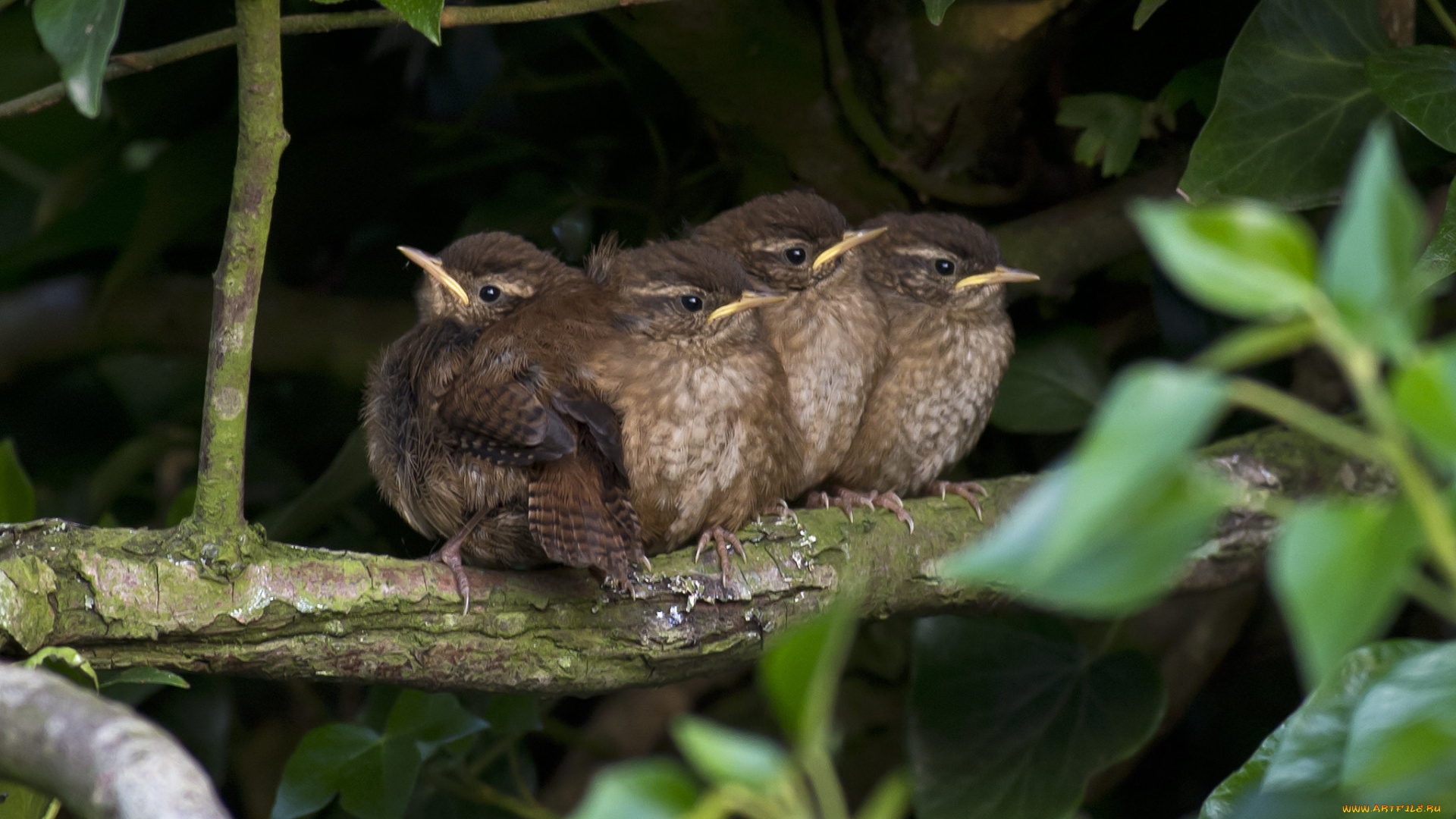 животные, птицы, птенцы, листья, ветка