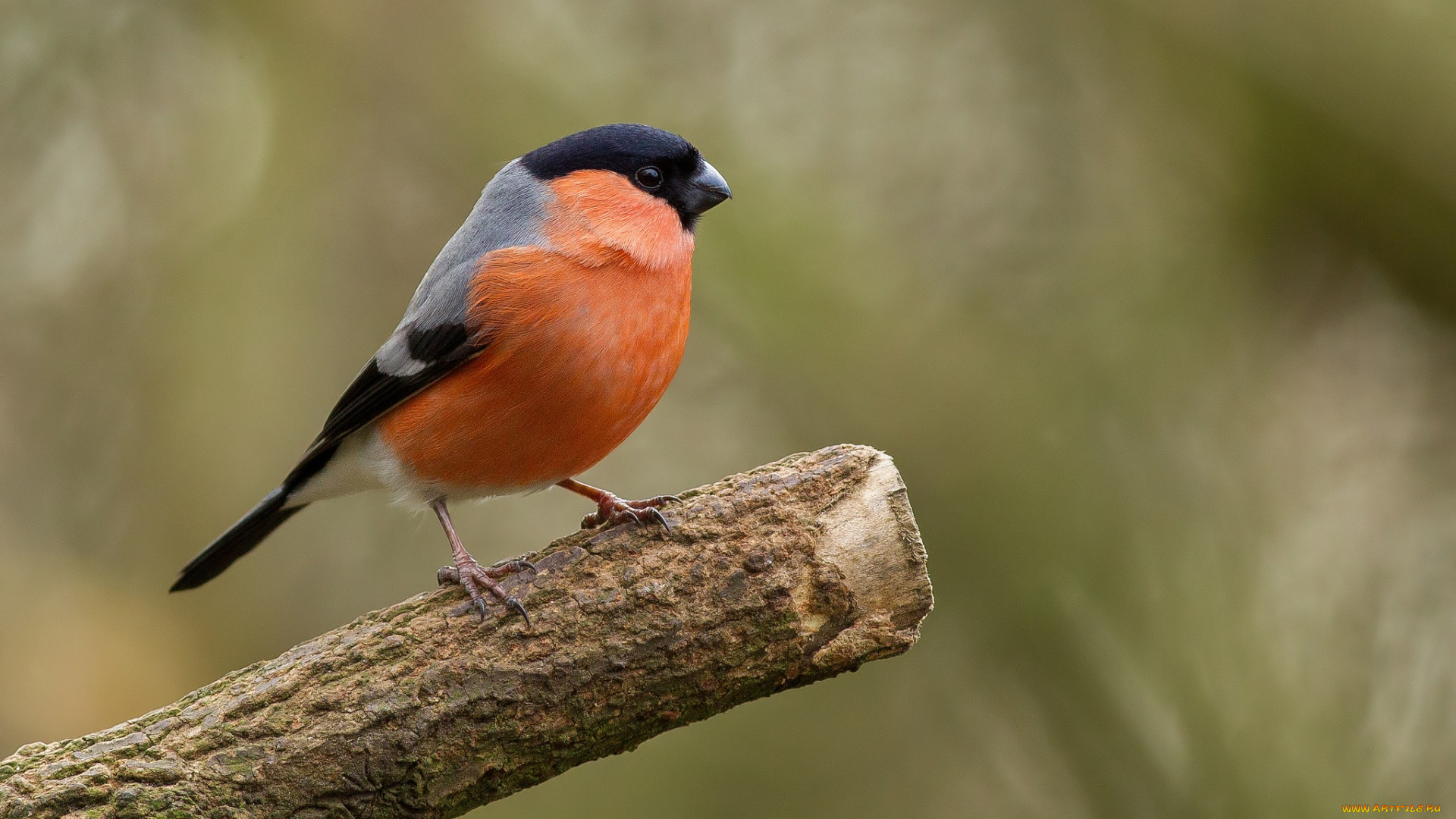 животные, снегири, снегирь