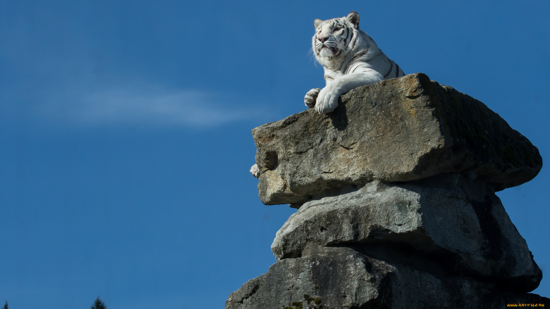 животные, тигры, белый, тигр, далеко, гляжу, трон, камни, высоко, сижу