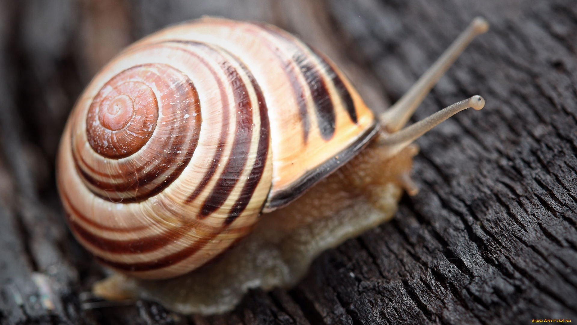животные, улитки, удитка, макро