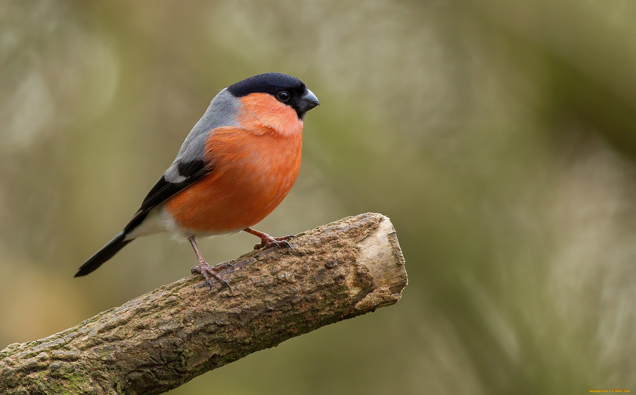 животные, снегири, снегирь