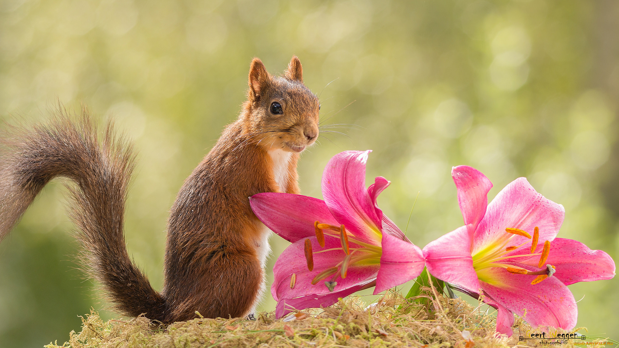 животные, белки, цветы, рыжая, белка, лилии